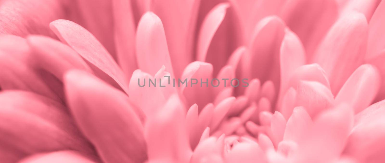 Retro art, vintage card and botanical concept - Abstract floral background, pink chrysanthemum flower. Macro flowers backdrop for holiday brand design