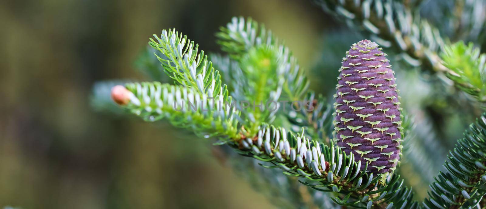 A branch of Korean fir with young cones in spring garden by Olayola