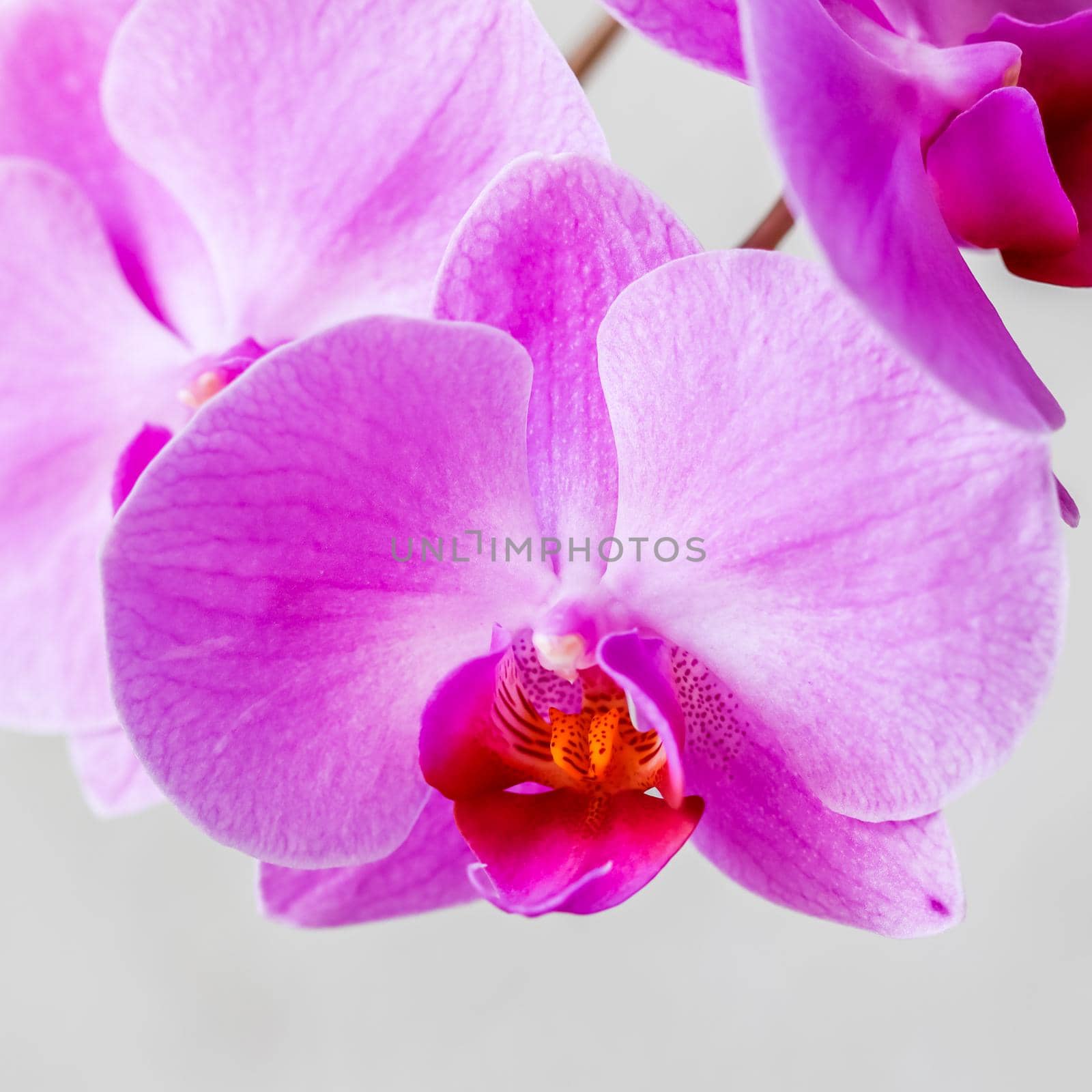 Purple orchid phalaenopsis flower on a white background