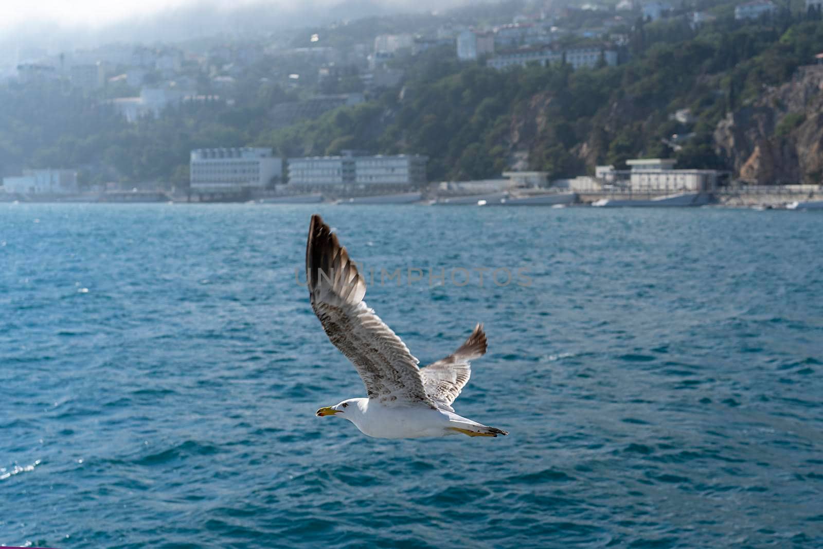 Flying white gull on the background of the blue sea.
