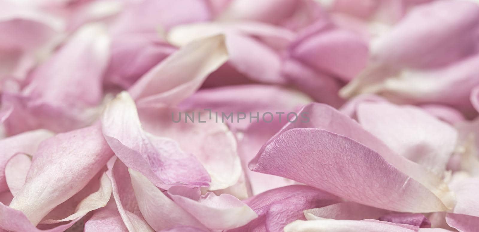 Botanical concept, wedding invitation card - Soft focus, abstract floral background, pink rose flower petals. Macro flowers backdrop for holiday design