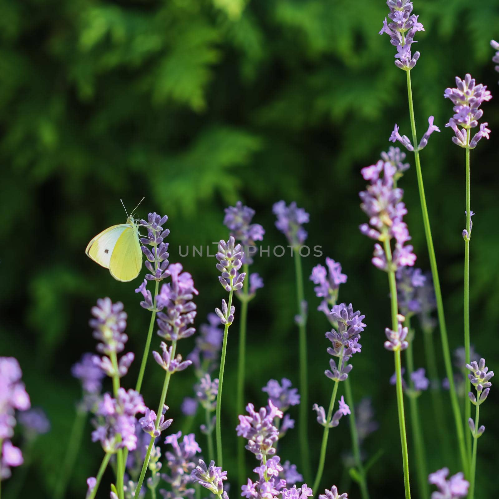 Beautiful yellow Gonepteryx rhamni or common brimstone butterfly on a purple lavender flower in a sunny garden.