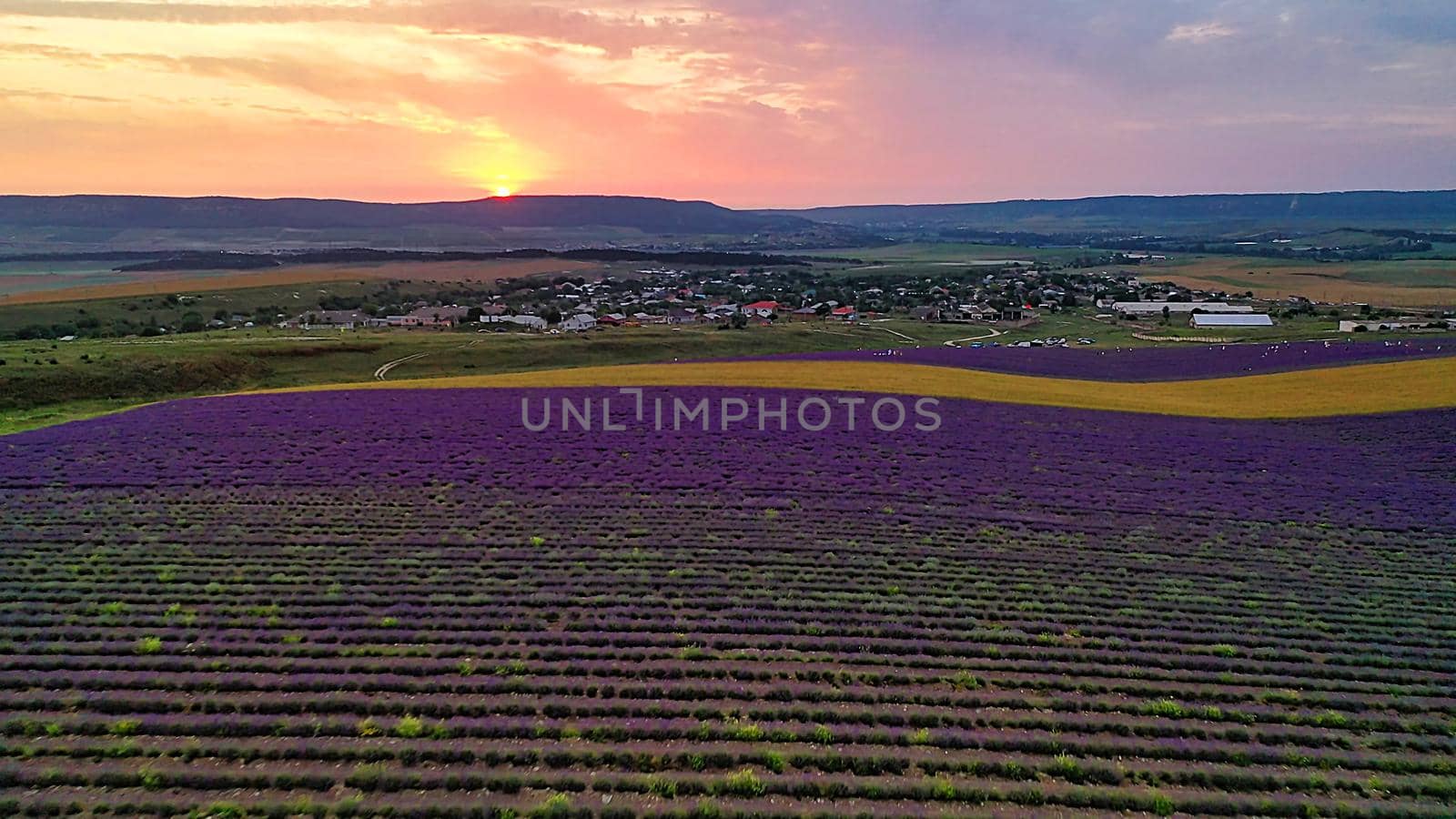 Aerial view of the lavender field in the rays of a beautiful sunset