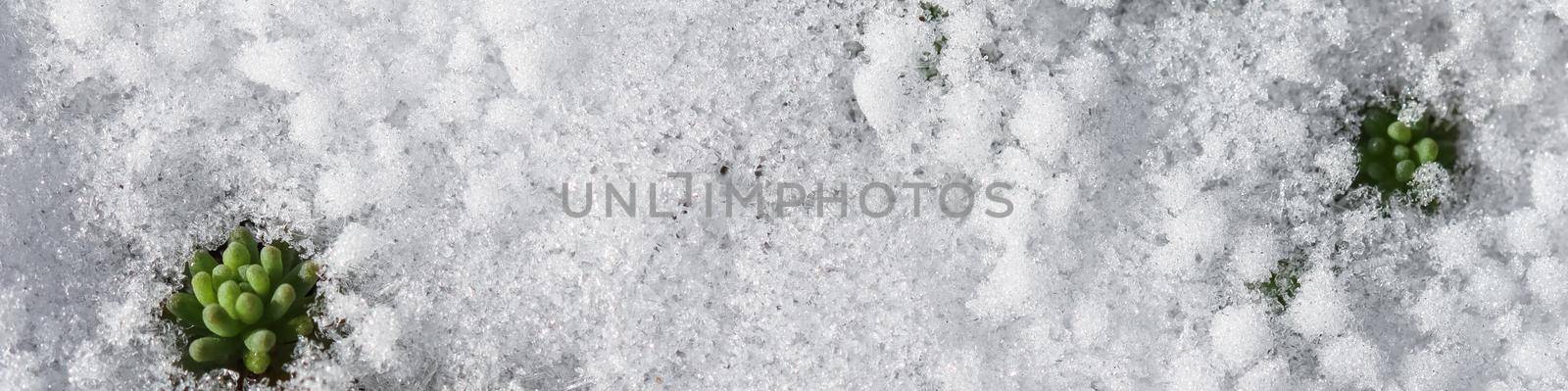 Texture of fresh snow and growing green plants. Natural spring background by Olayola