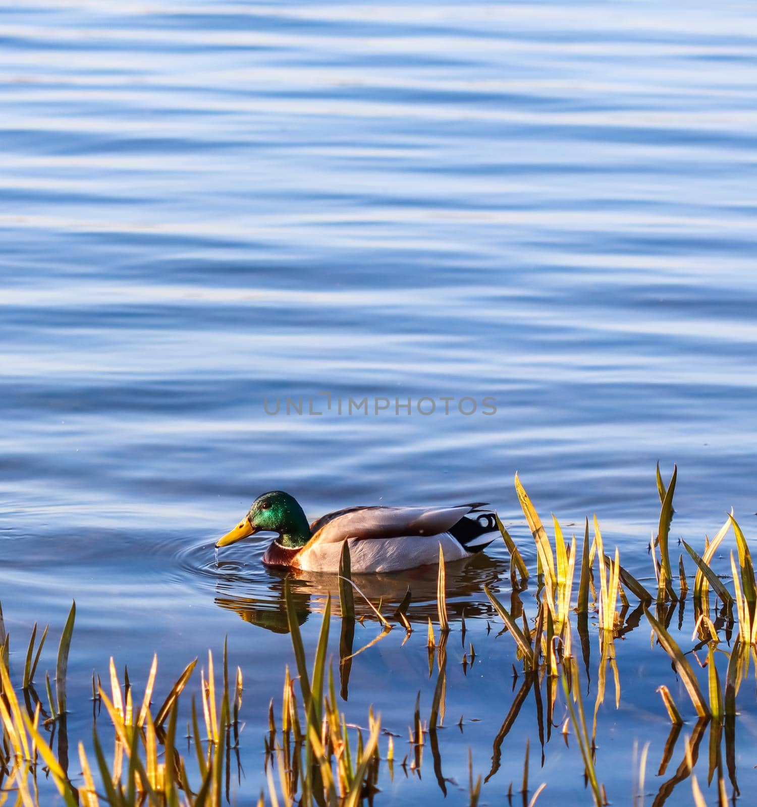 Drake, Mallard duck (Anas platyrhynchos) swimming near plants on a lake