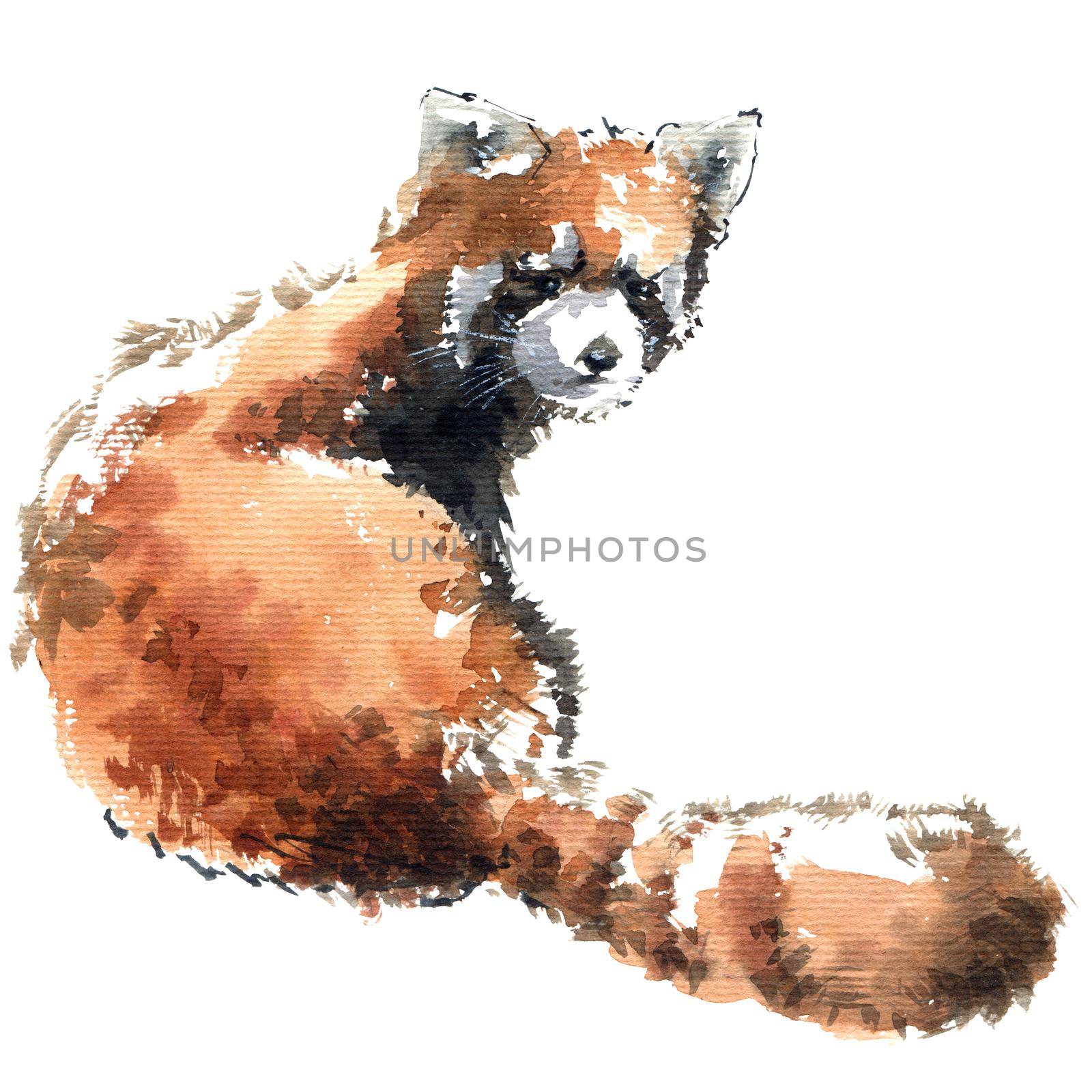 Watercolor illustration of little panda. Isolated sketch of animal on white background.