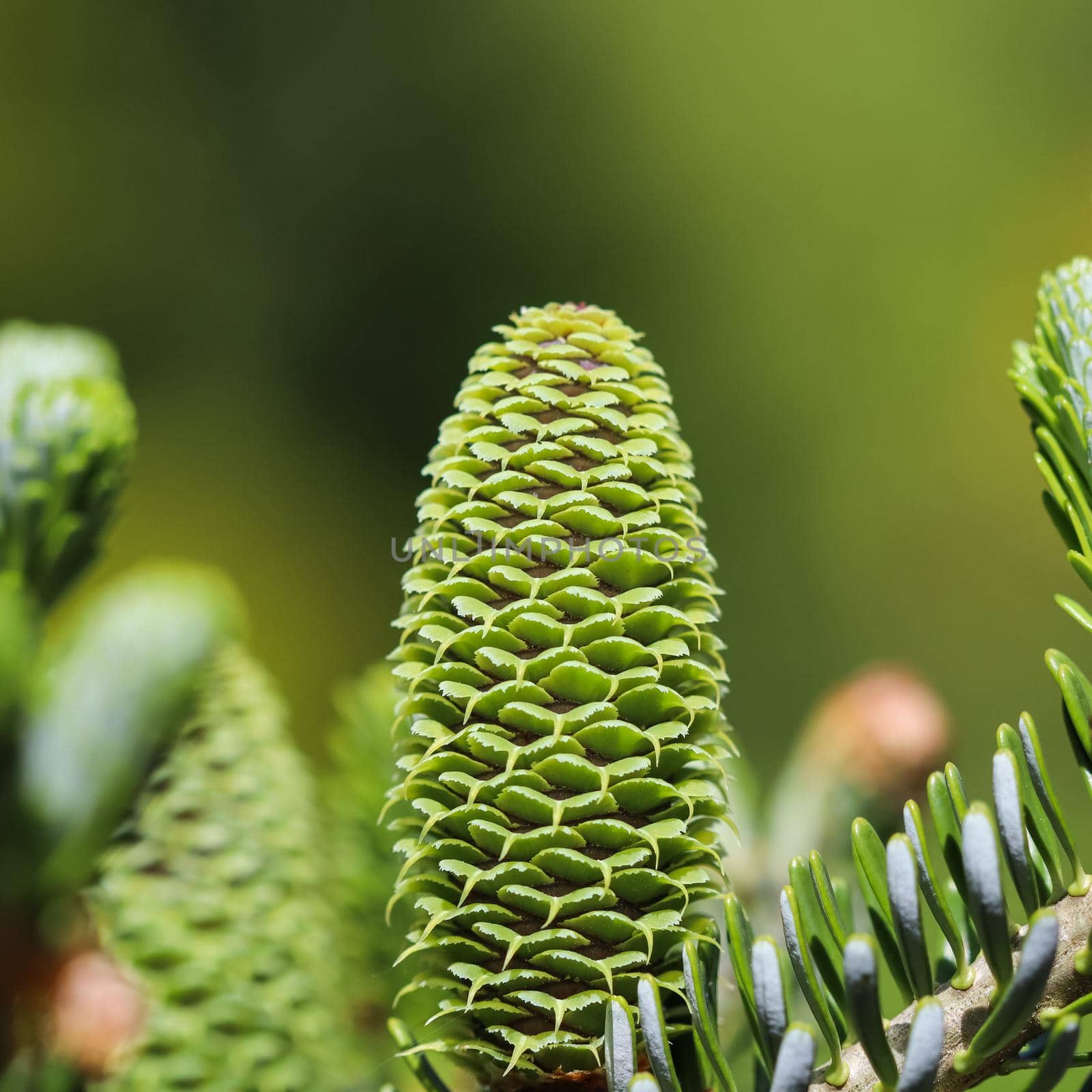 A branch of Korean fir with young cone in spring garden by Olayola