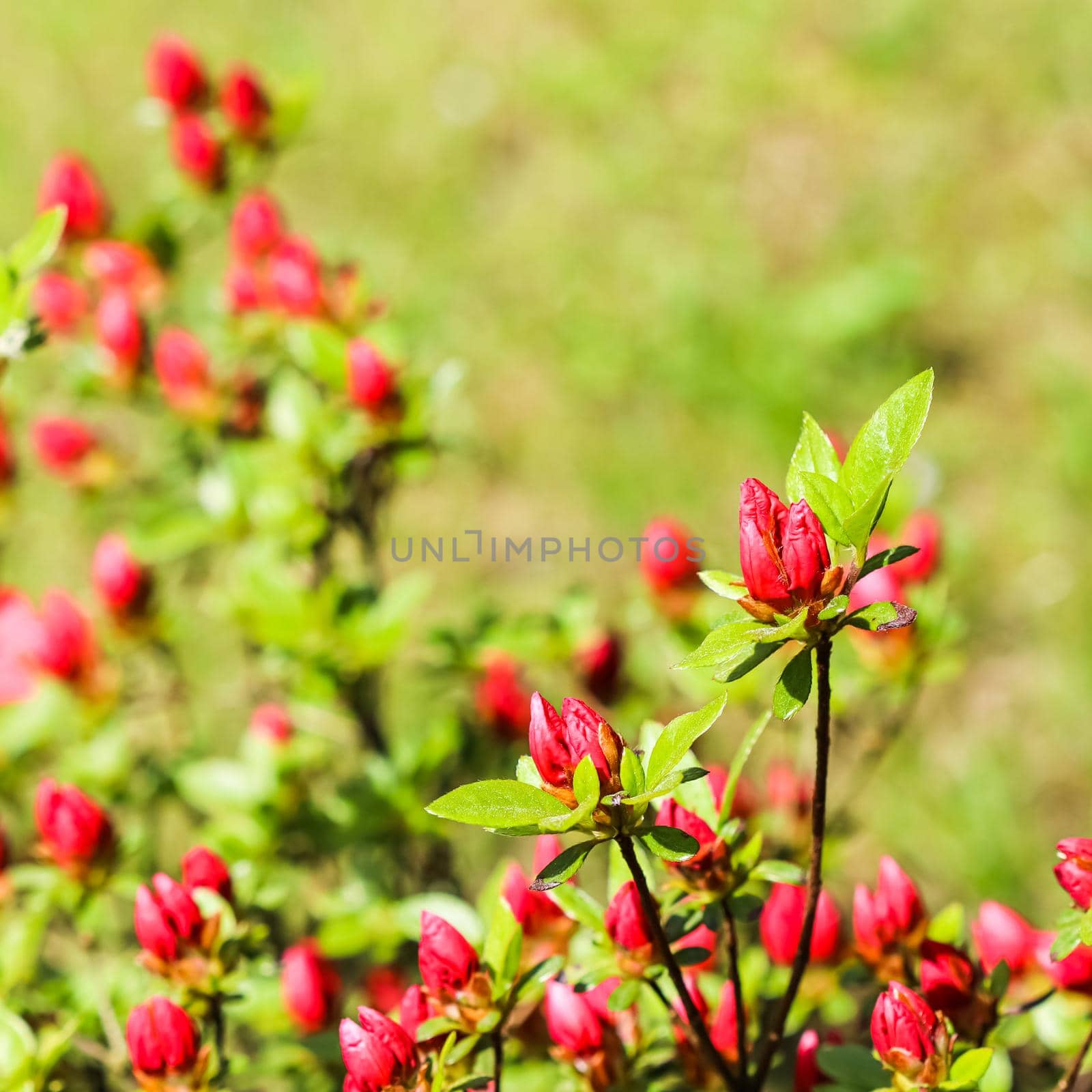 Blooming red azalea flowers and buds in the spring garden. Gardening concept. Floral background