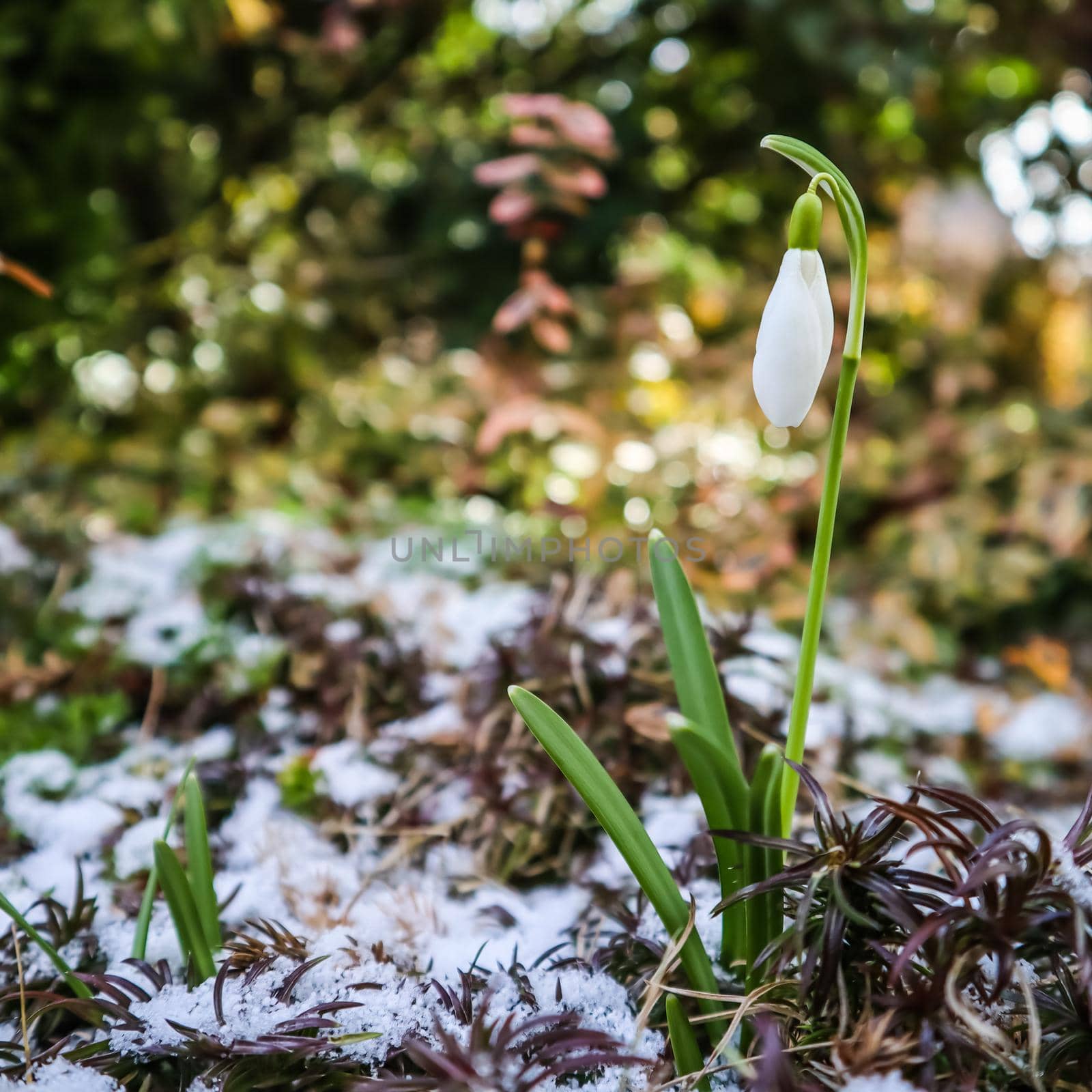 The first snowdrop (Galanthus nivalis) from under the snow in the garden on a spring sunny day.