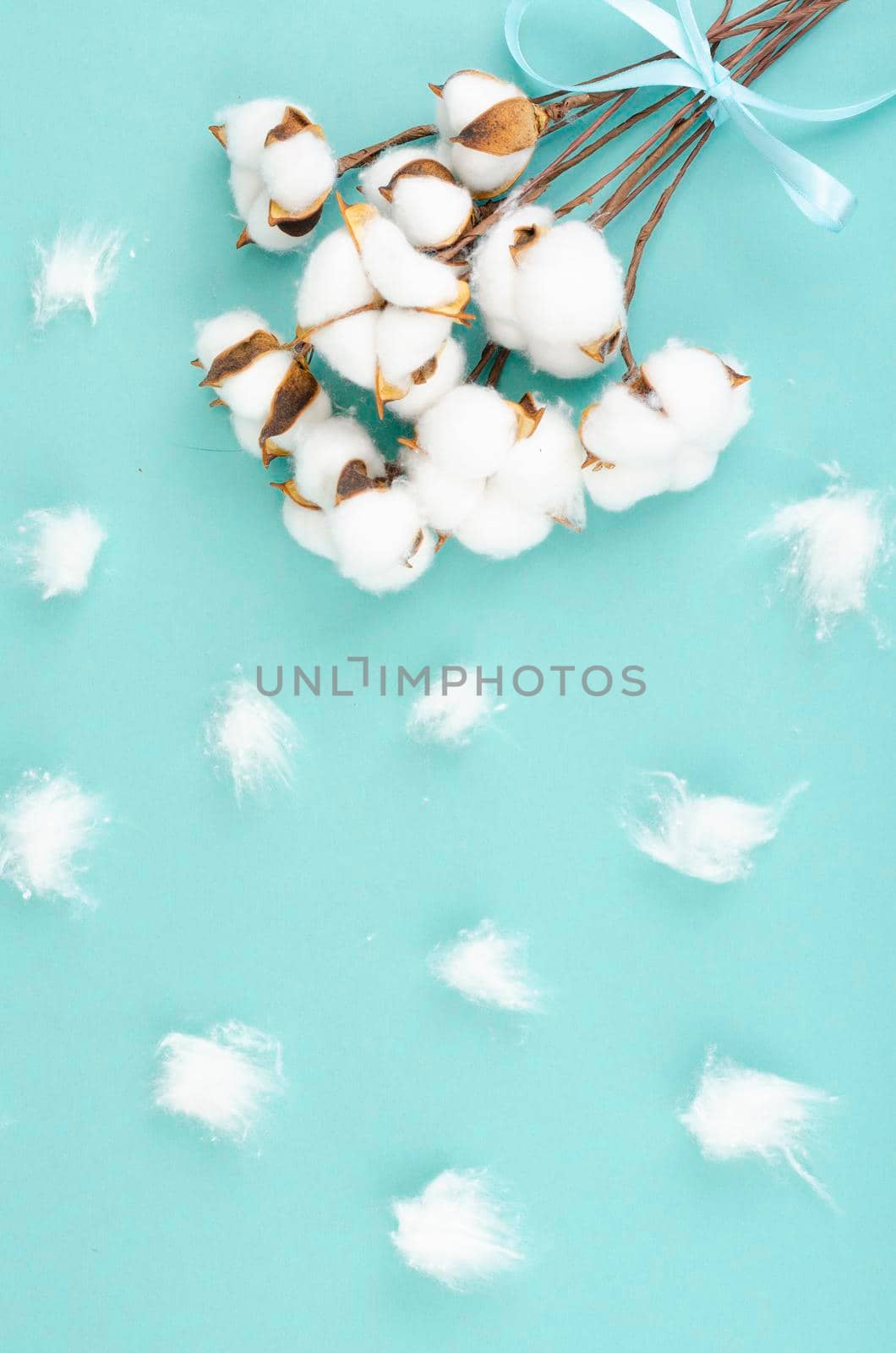 Composition with cotton flowers on bright background. by ArtCookStudio