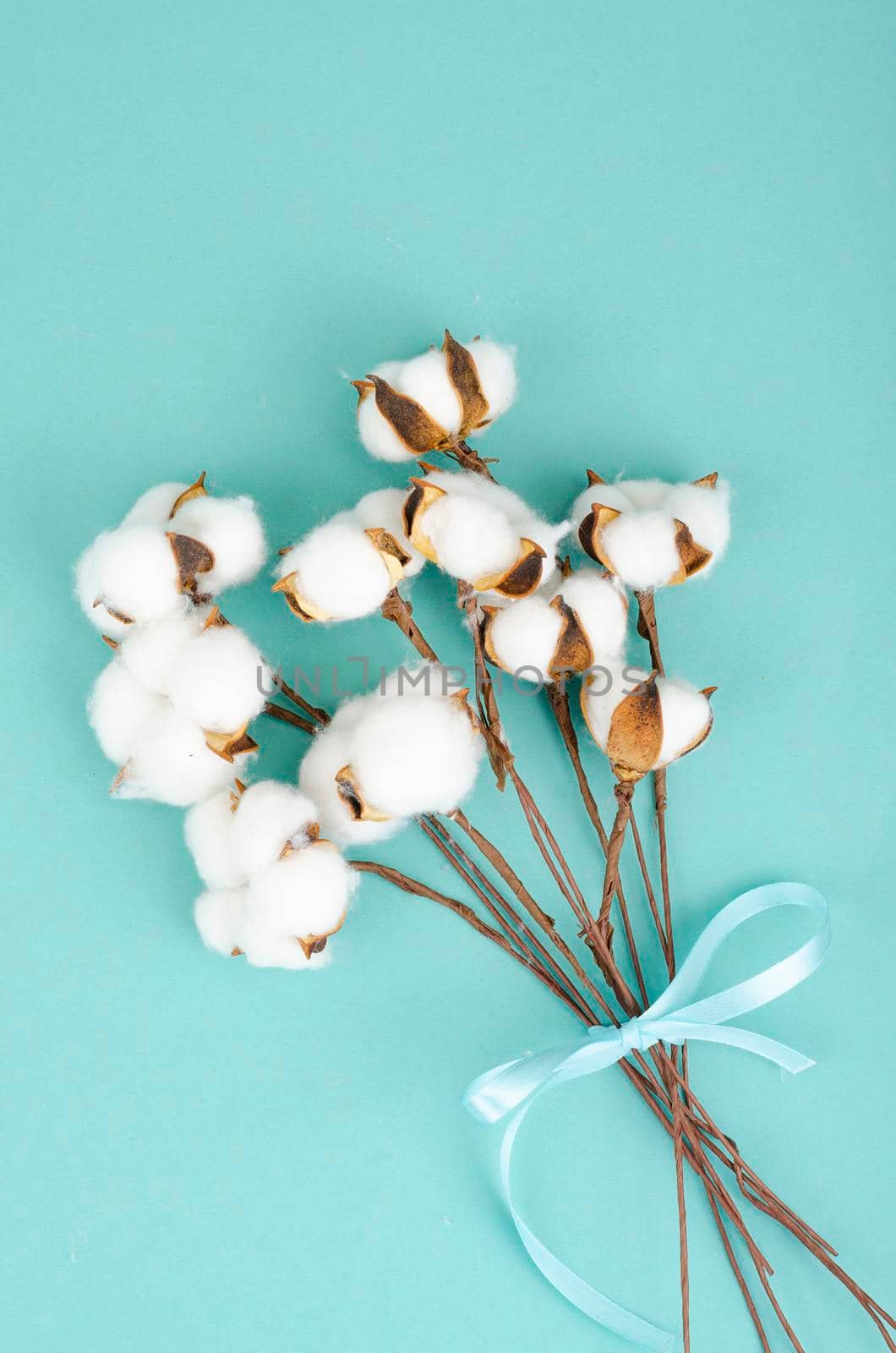 Composition with cotton flowers on bright background. Studio Photo