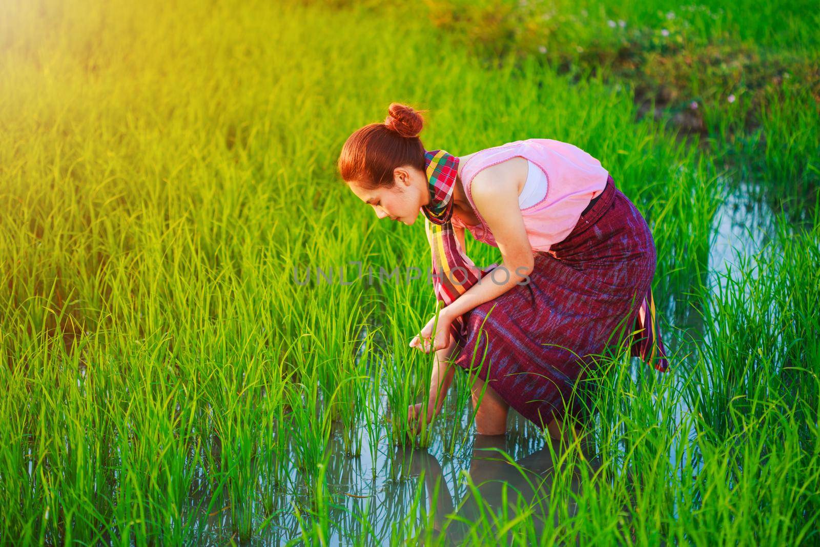 farmer woman working in rice field by geargodz