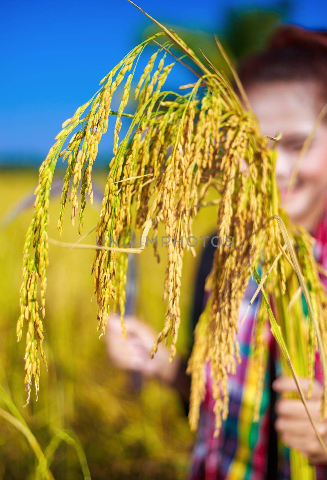 golden rice in hand of farmer woman, Thailand