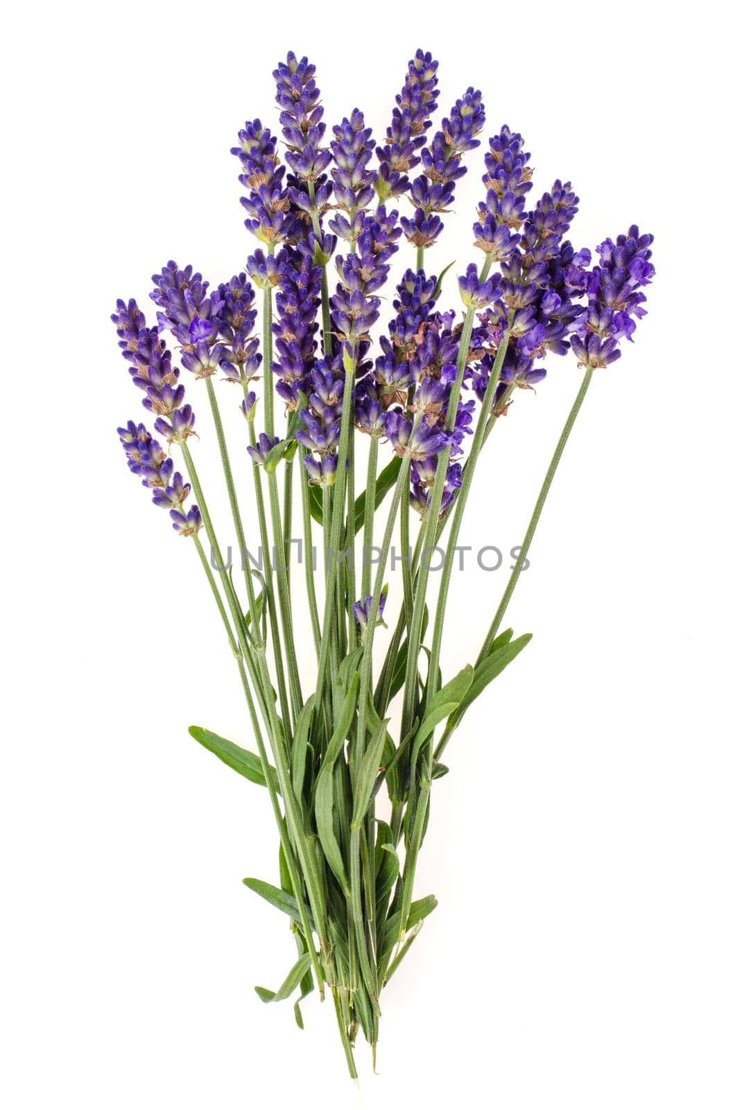 Small bunch of blue lavender flowers. Photo by ArtCookStudio