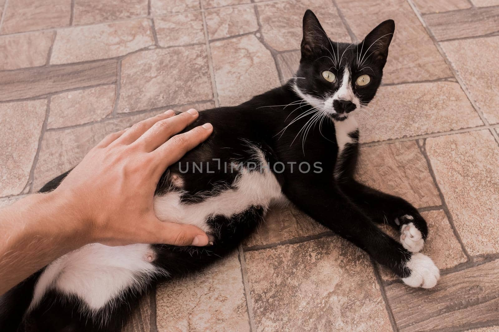 The guy's hand strokes and touches the stomach of a black pregnant cat, close-up.