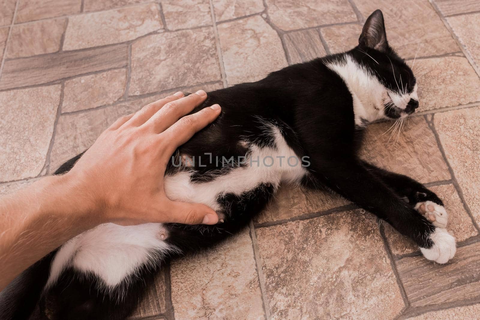 The guy's hand strokes and touches the stomach of a black pregnant cat, close-up.