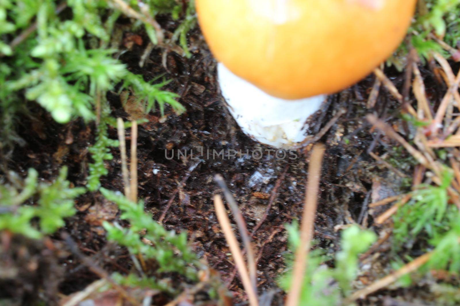 mycelium of white mushroom with brown cap. How mushrooms grow.