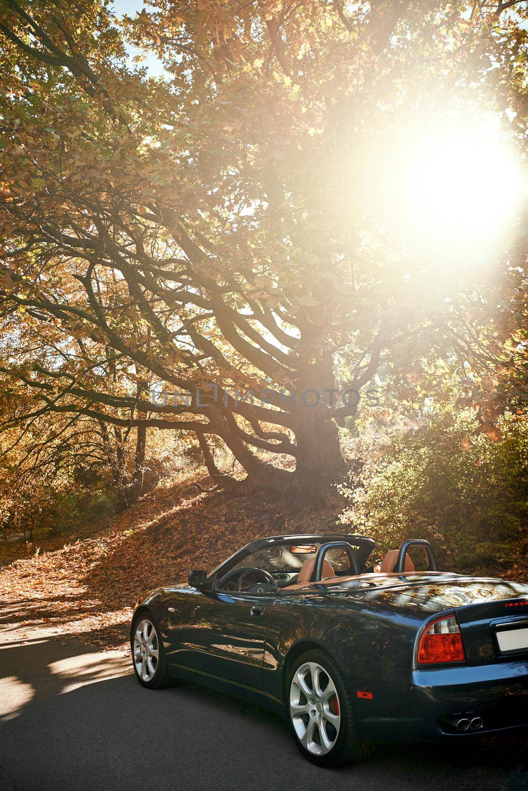 A black roofless car driving fast on the countryside asphalt road against morning sky with a beautiful sunrise. Autumn season, falling leaves