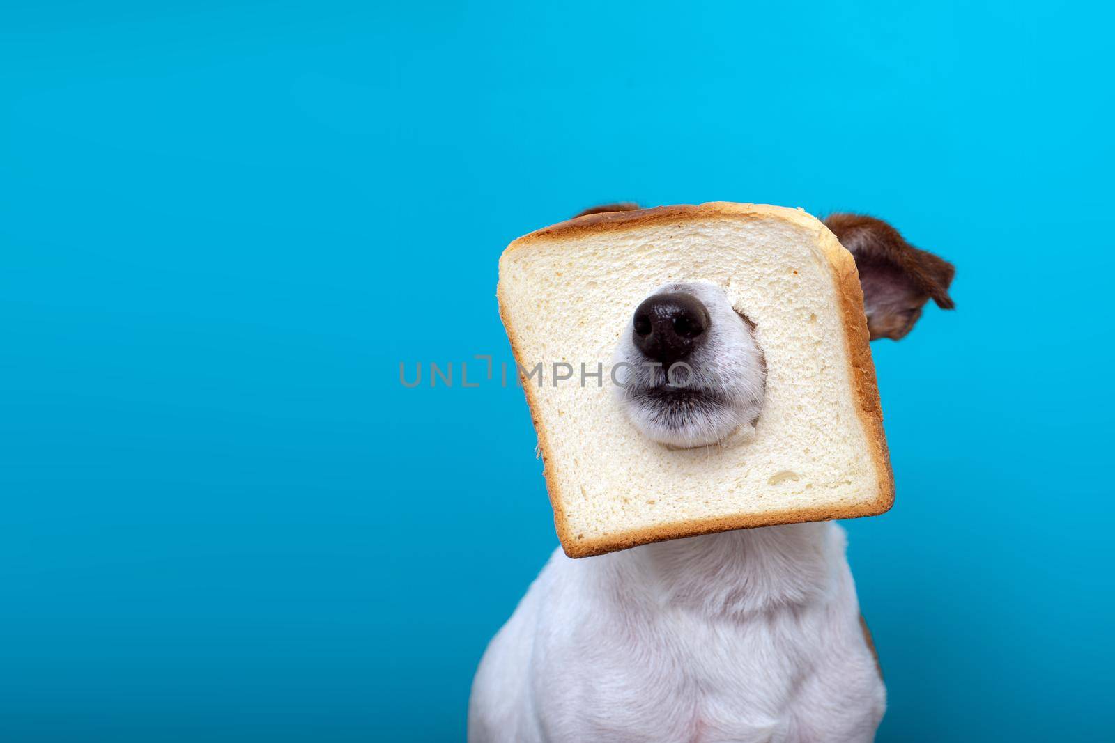 Cute dog wearing slice bread in head by Demkat