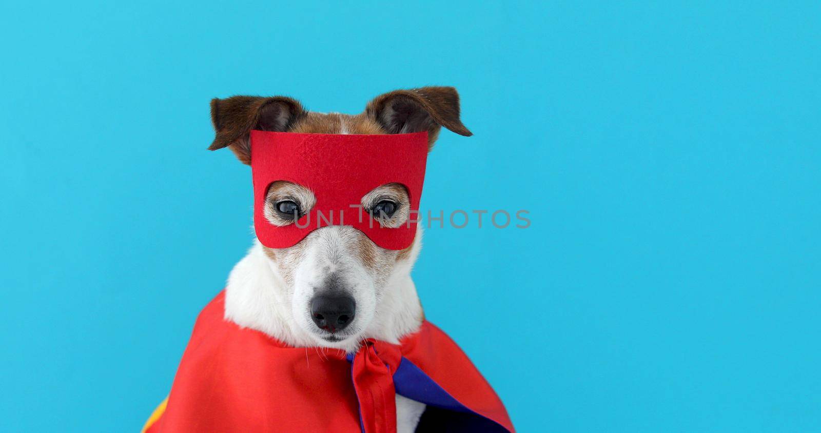 Dog jack russell super hero costume by Demkat