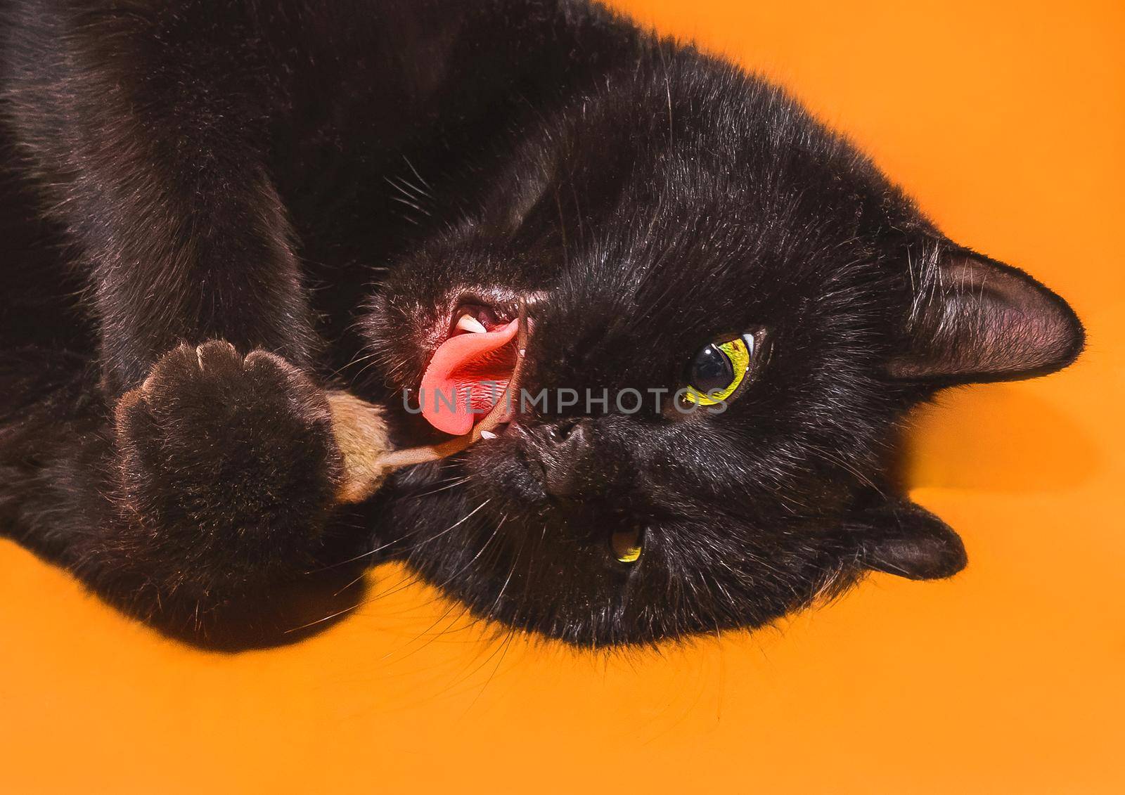 A black cat with an open mouth and tongue holds a mouse in its paws, plays and bites a rodent by the tail on an orange background, close-up.