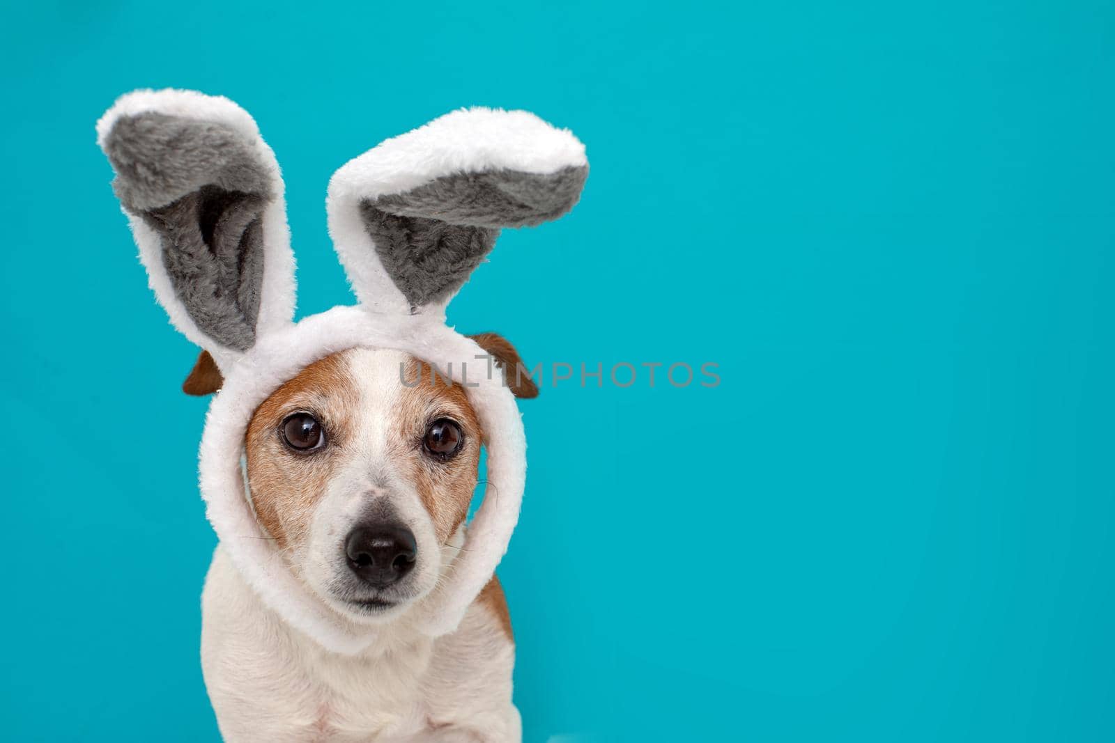 Frightened dog with rabbit ears by Demkat