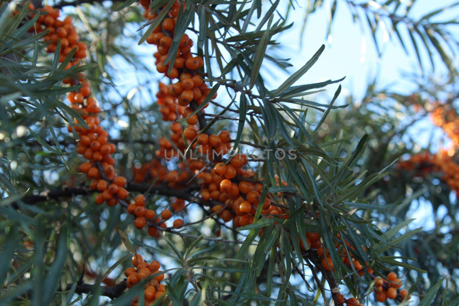 how sea buckthorn grows on a tree. Orange ripe sea buckthorn berries on a branch in general plan. Summer berry seasonal.