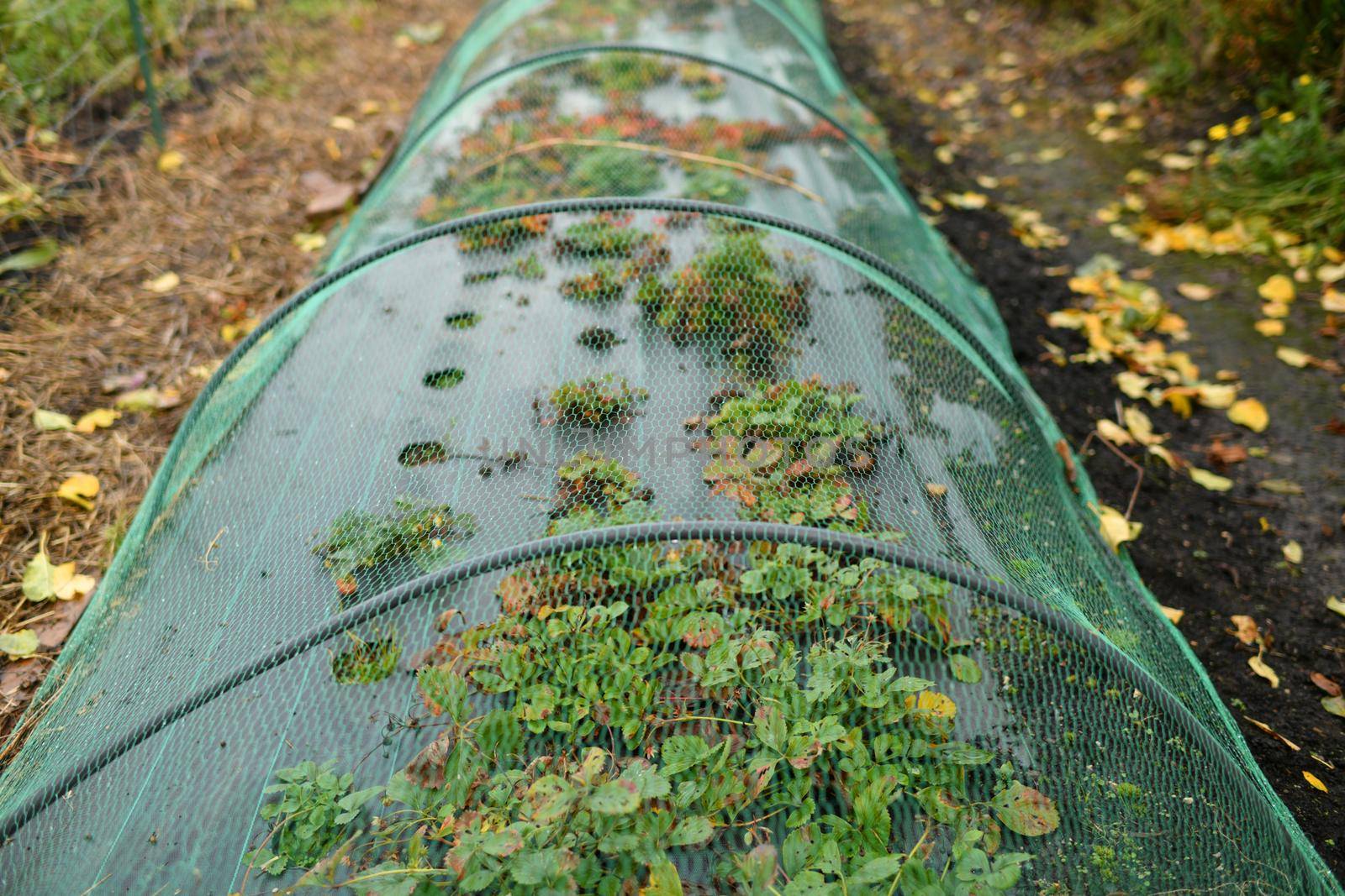 A small greenhouse strawberries at a garden