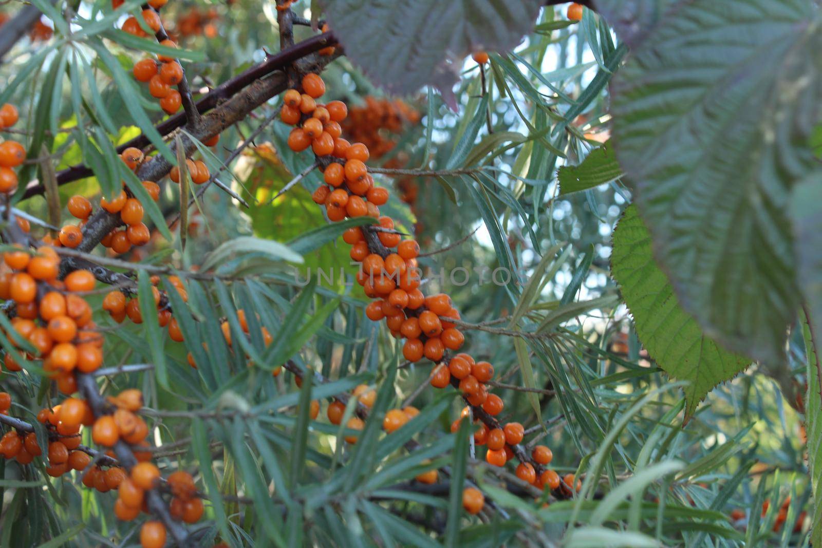 how sea buckthorn grows on a tree. Orange ripe sea buckthorn berries on a branch in general plan. Summer berry seasonal.