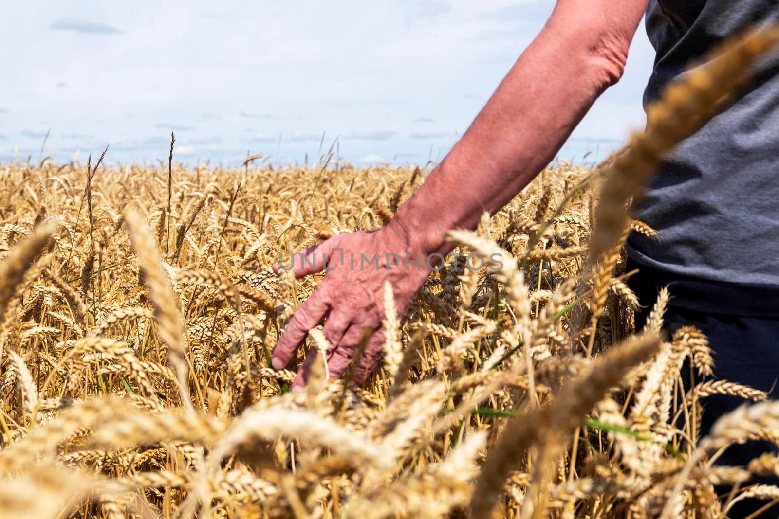 Man on a farm field is touching ears of ripe cereals by OlgaGubskaya