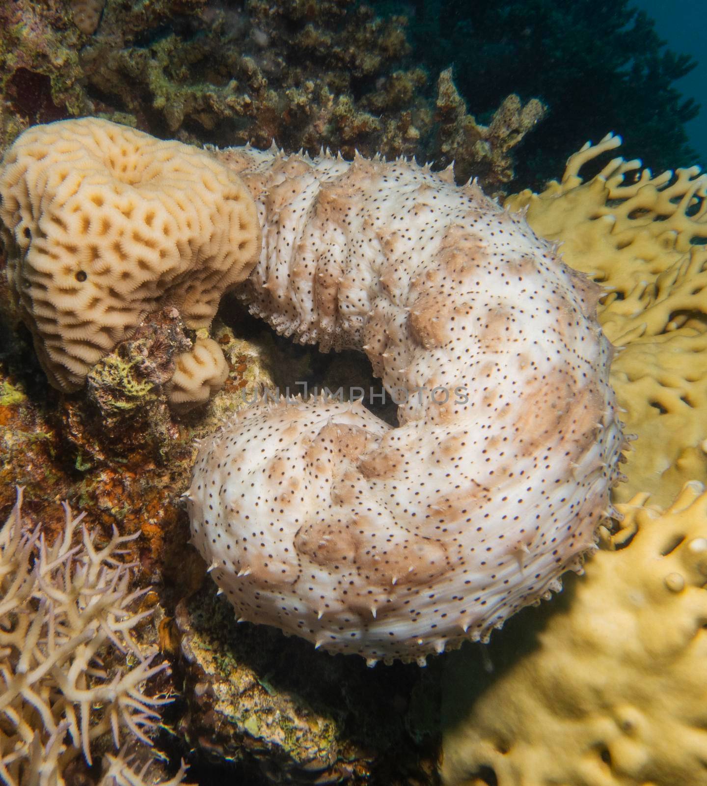 Graeffe's sea cucumber on hard coral tropical reef by paulvinten
