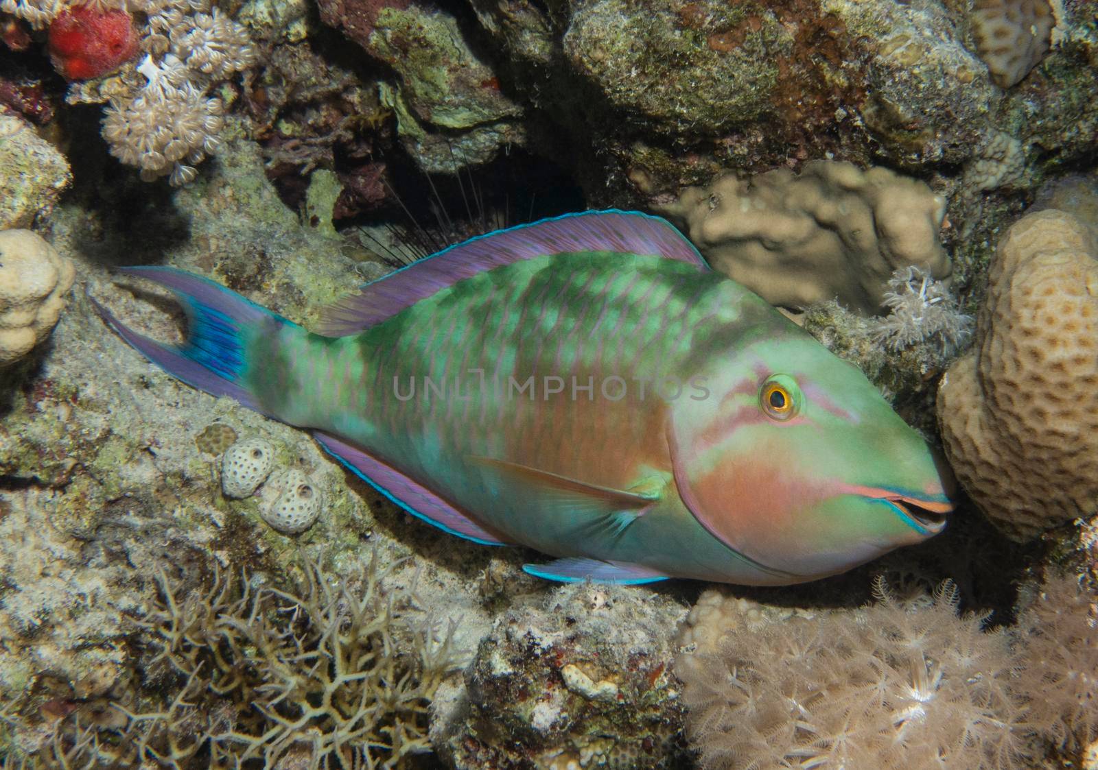 Closeup detail of pacific longnose parrotfish hipposcarus longiceps sleeping at night on tropical reef with hard corals