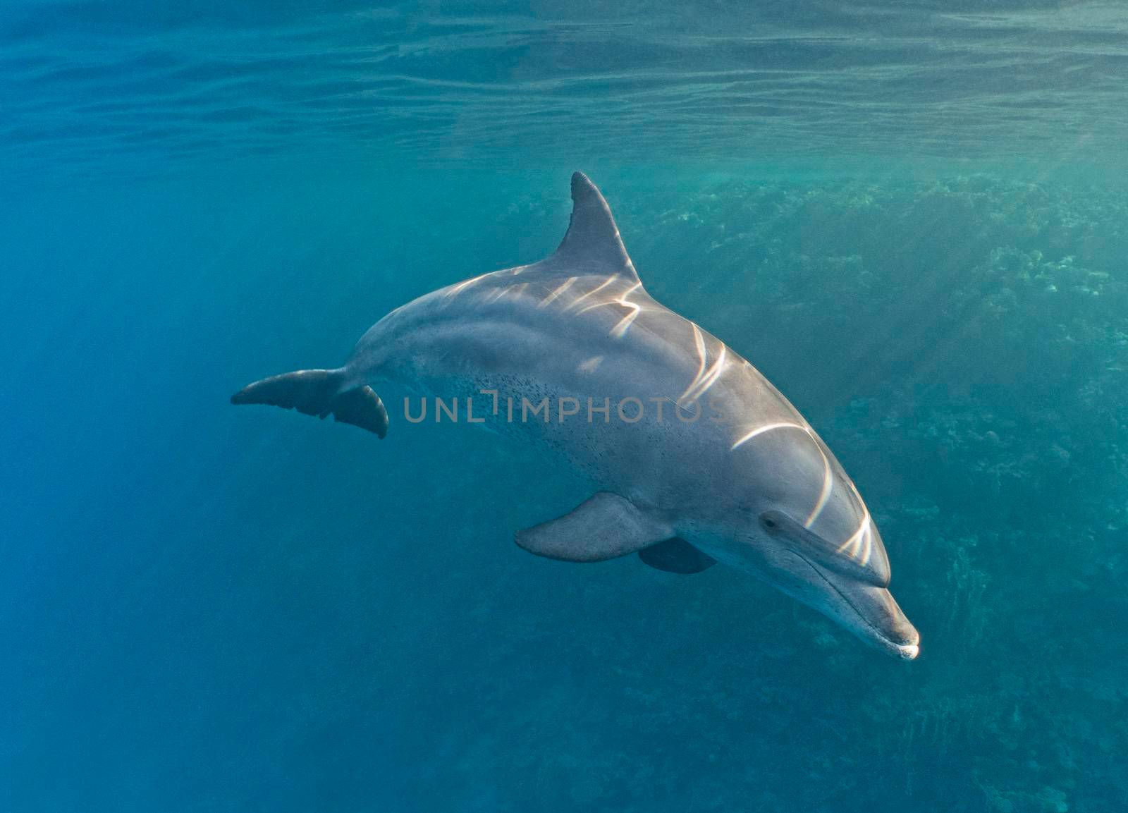 Bottlenose dolphin swimming underwater on tropical coral reef by paulvinten