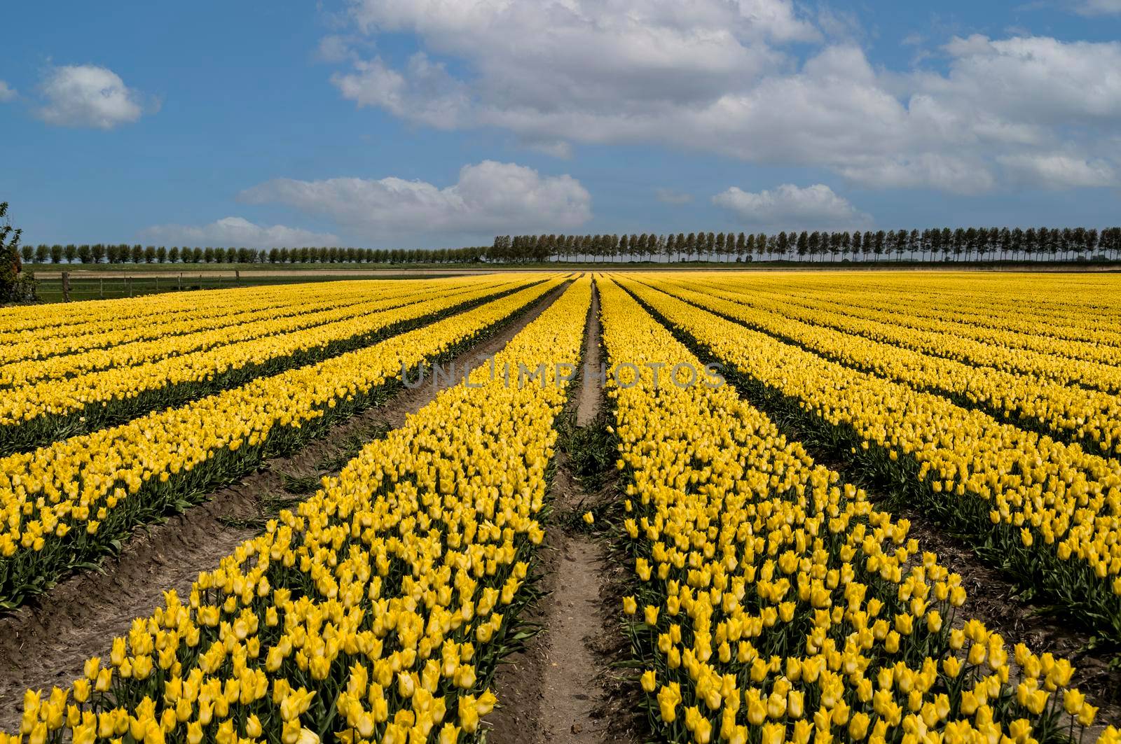 yellow tulips and blue sky with white clouds