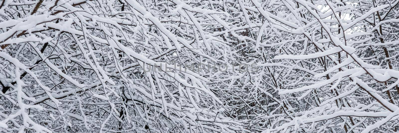 Many thin twigs covered with fluffy white snow. Beautiful winter snowy forest