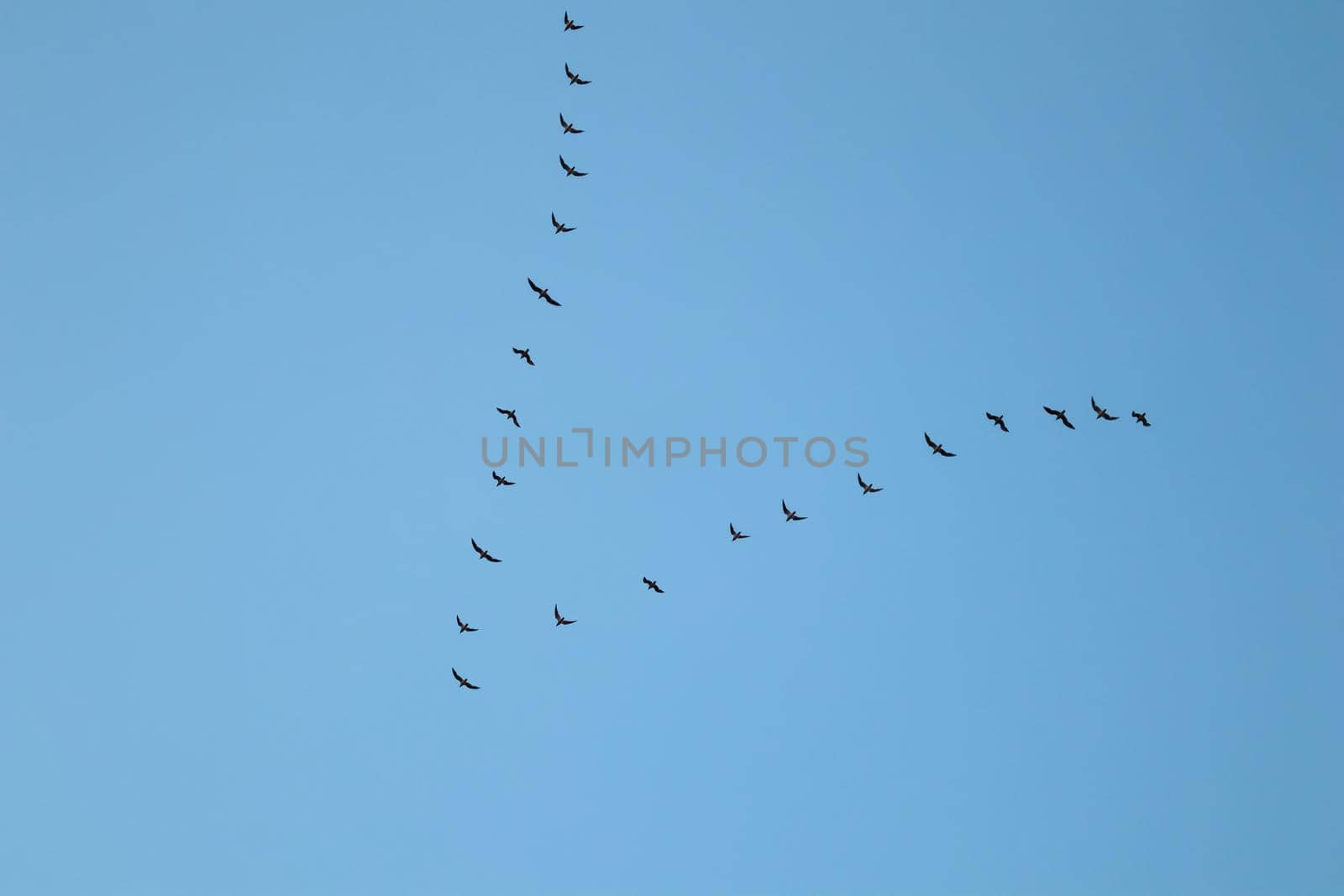 Flock of wild birds flying in a wedge against blue sky. The concept of avian migratory