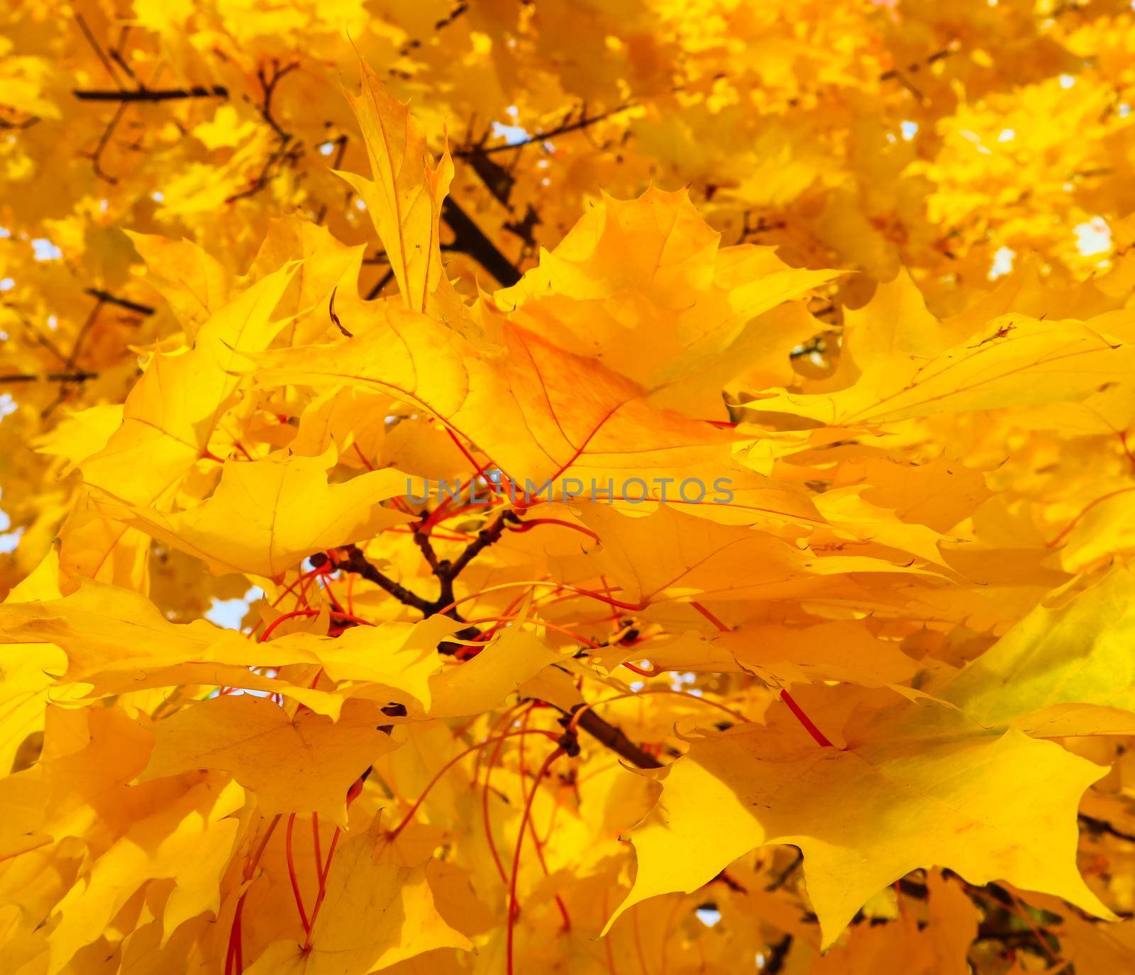 Bright colorful autumn leaves on the maple in sunny day