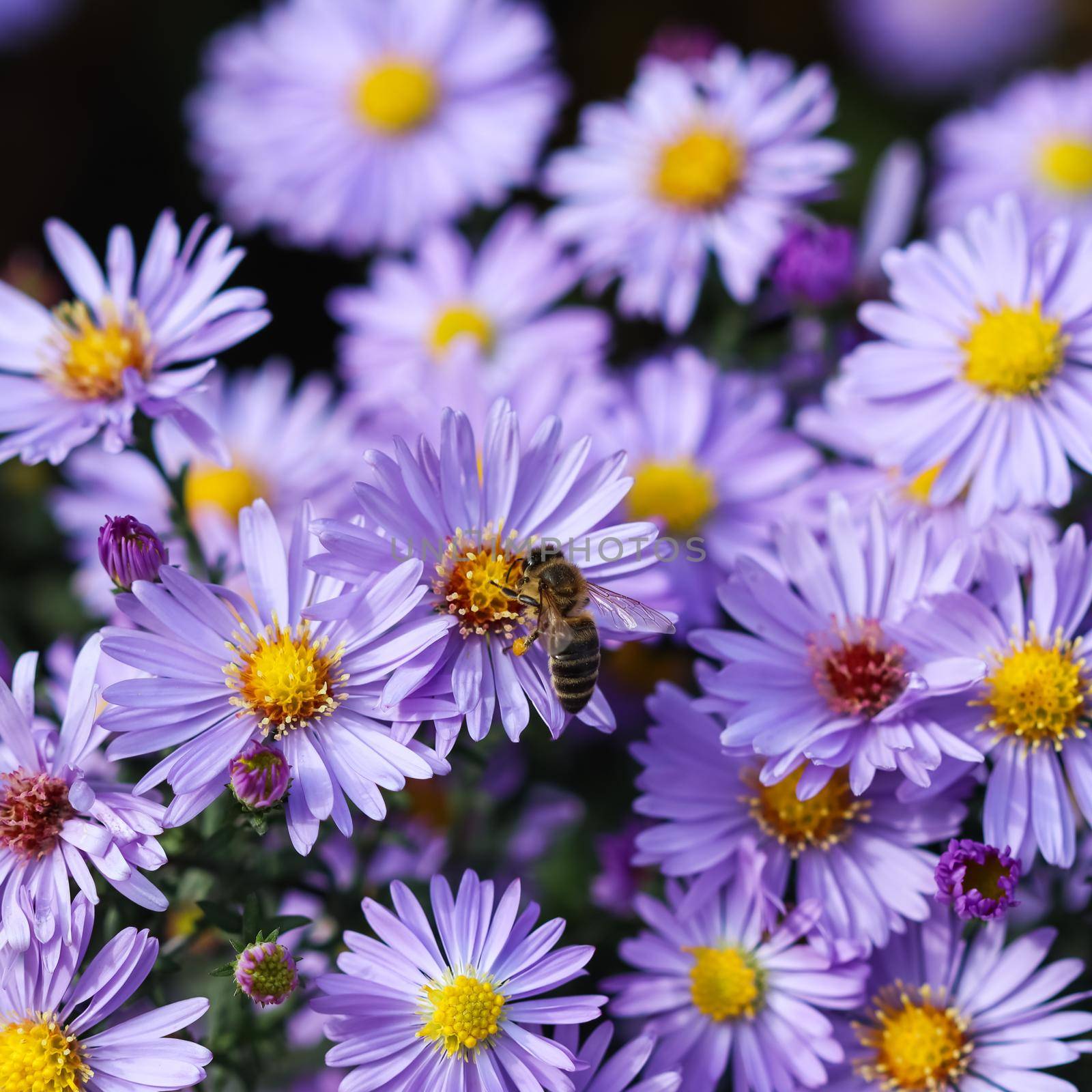 Beautiful blue flowers Sapphire Mist.Aster with a bee in autumn garden