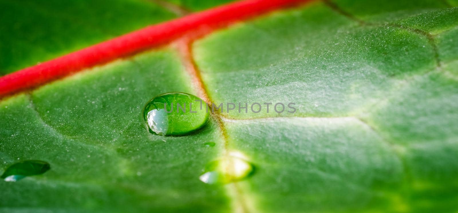 Abstract green background. Macro Croton plant leaf with water drops. Natural background for brand design