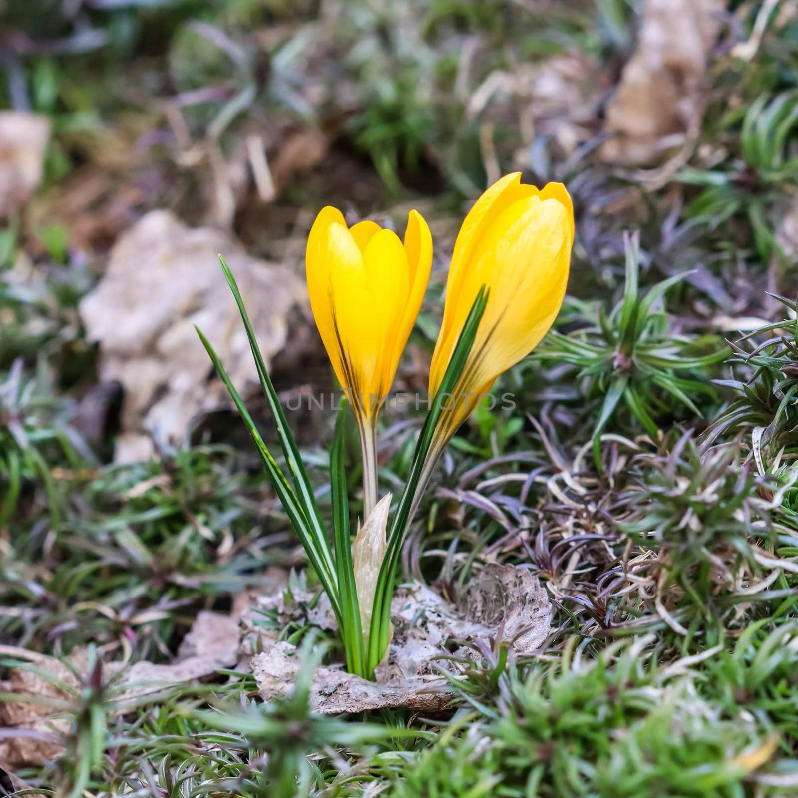 The first yellow crocuses in the spring garden. Botanical concept