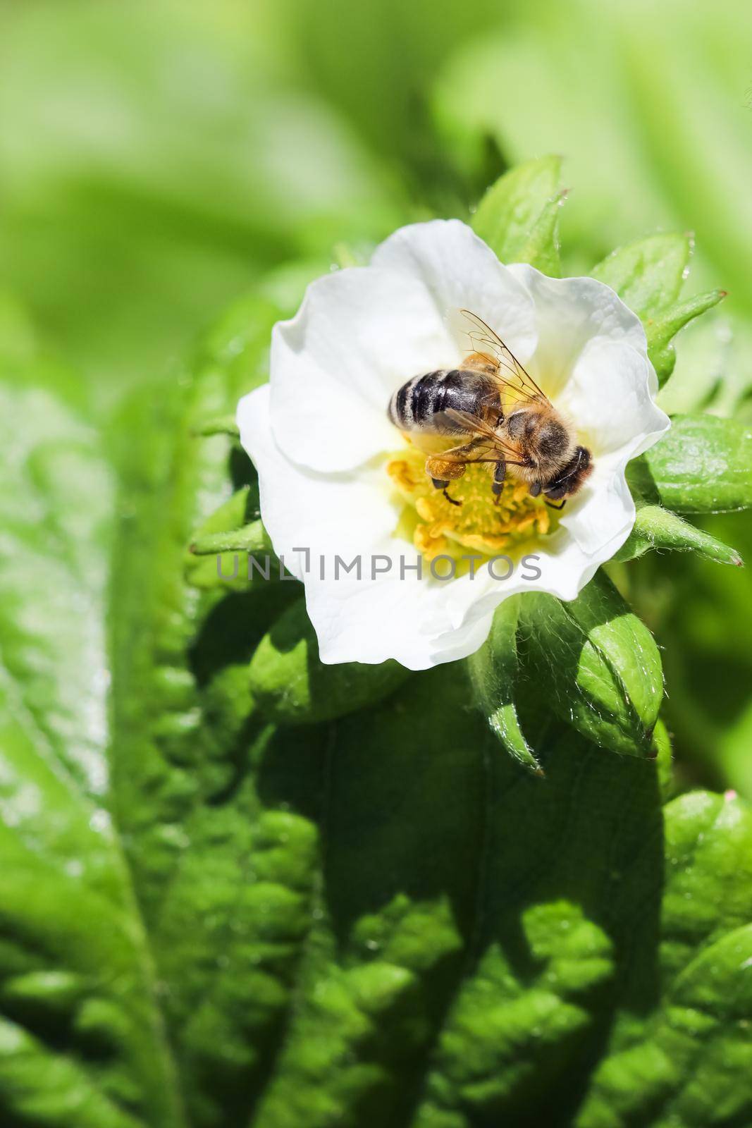 Blooming strawberry with bee on an organic farm. Gardening concept
