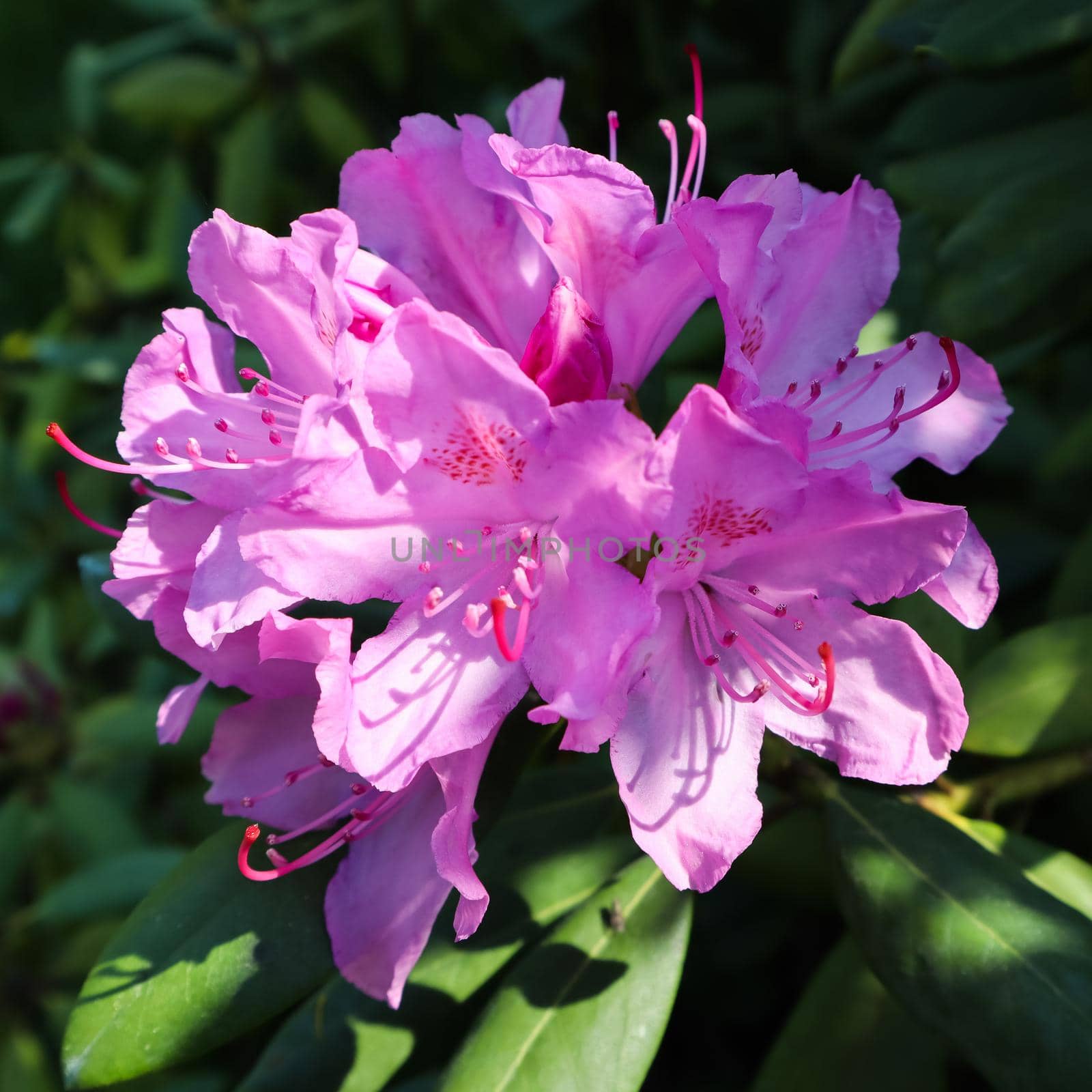 Blooming pink rhododendron flower in spring. Gardening concept. Flower background