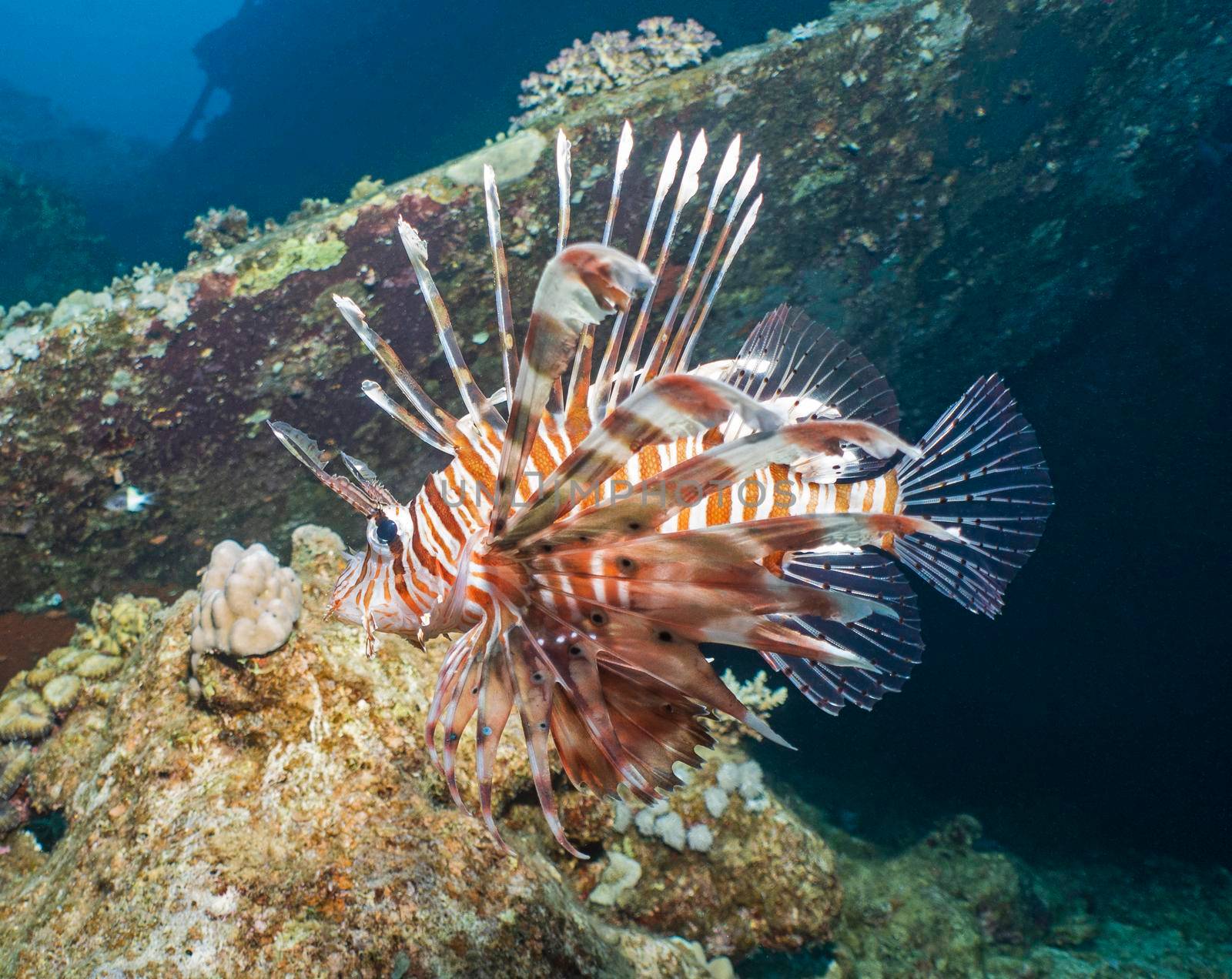 Closeup detail of red sea lionfish pterois miles swimming underwater over part of shipwreck