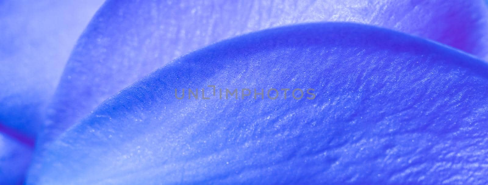 Botanical concept, wedding invitation card - Soft focus, abstract floral background, blue rose flower petals. Macro flowers backdrop for holiday design