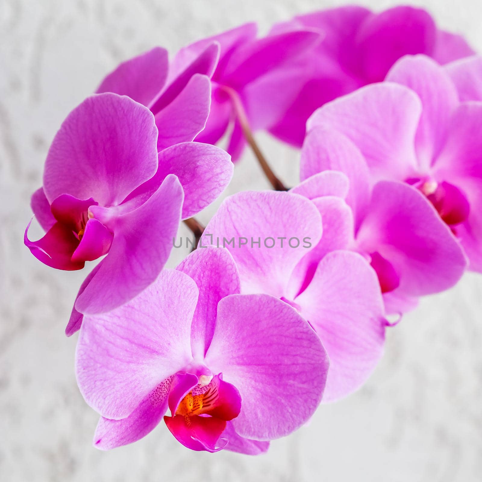 Purple orchid phalaenopsis flower on white background by Olayola