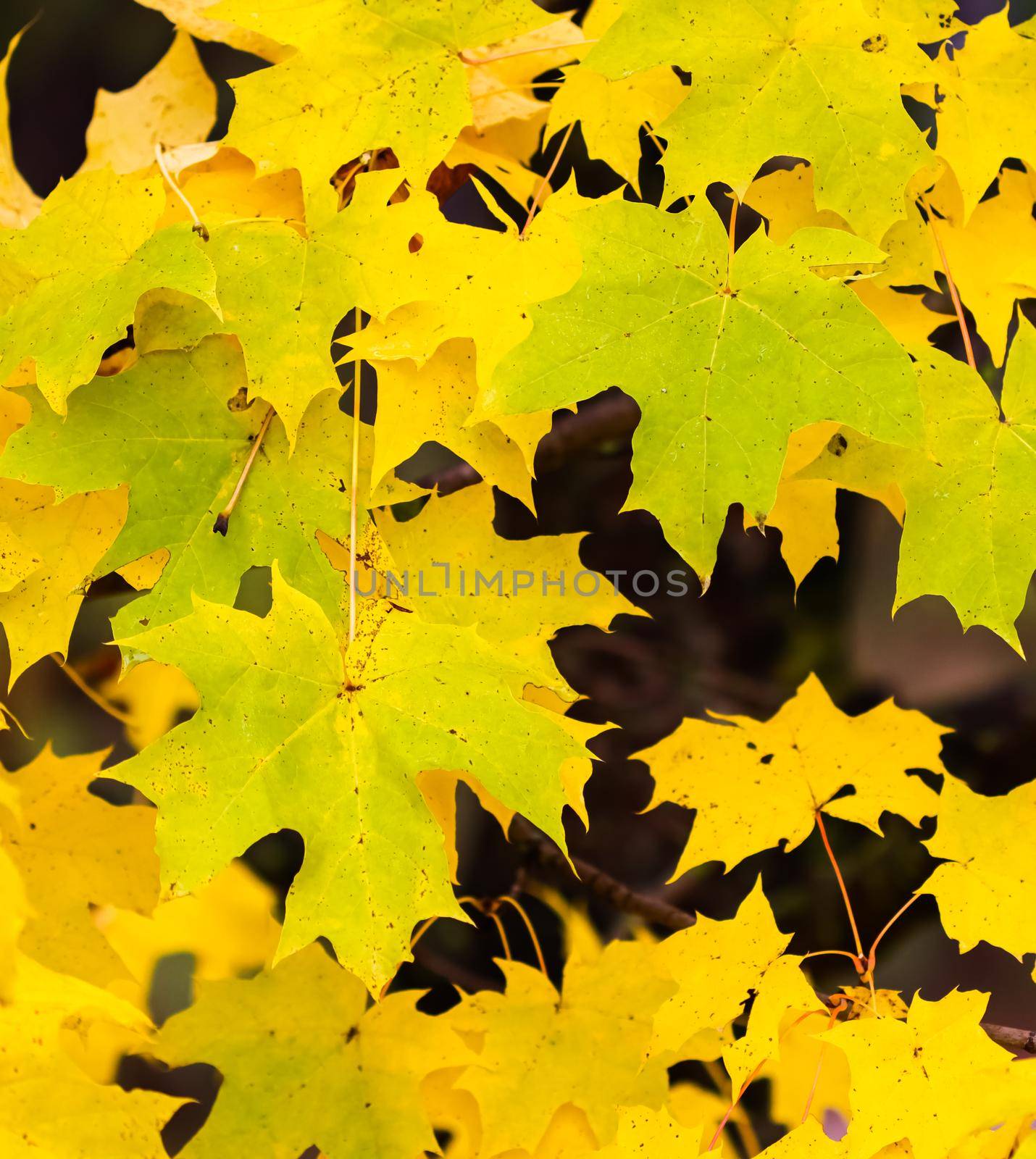 Bright colorful autumn leaves on the maple in sunny day