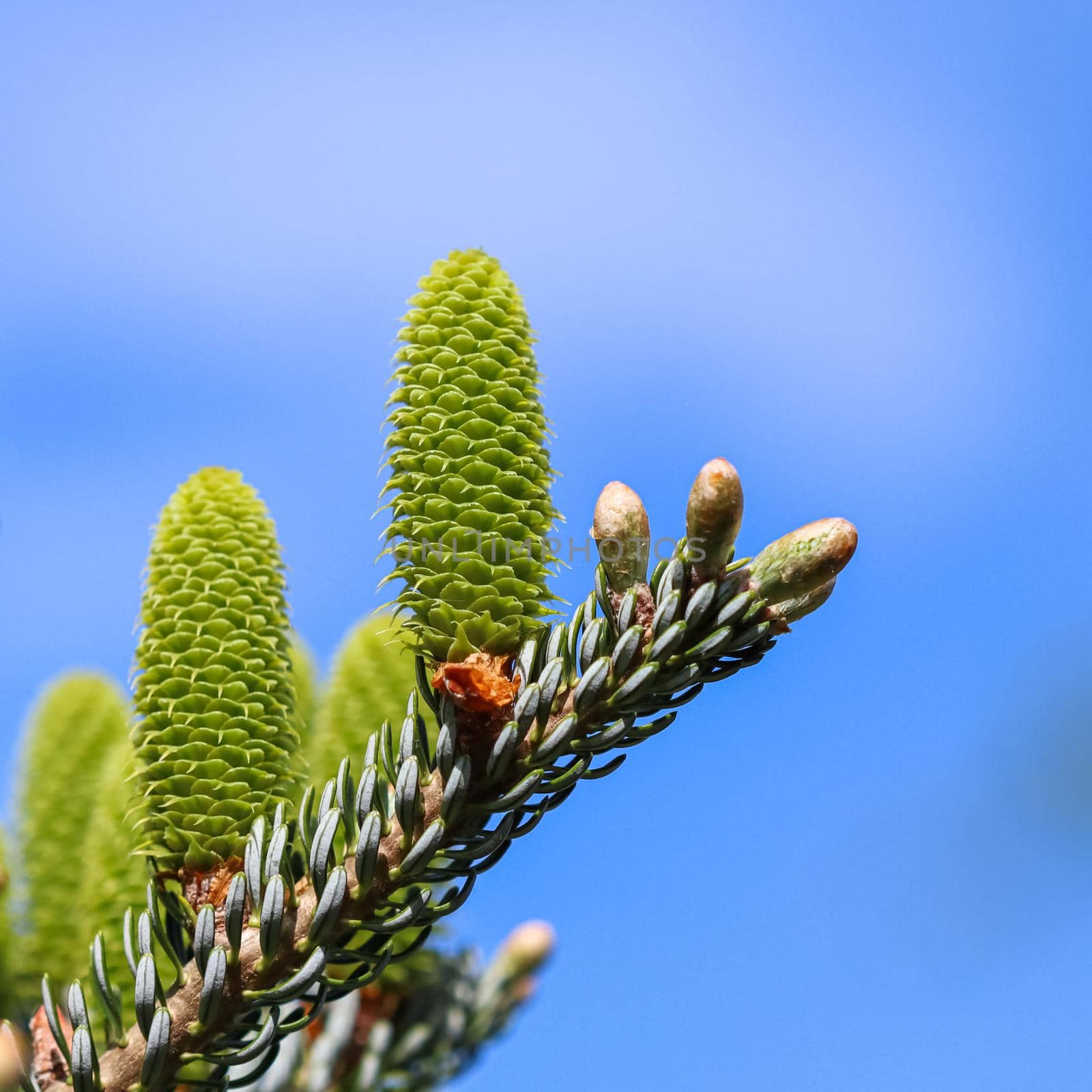 Korean fir branch with young cone against blue sky by Olayola