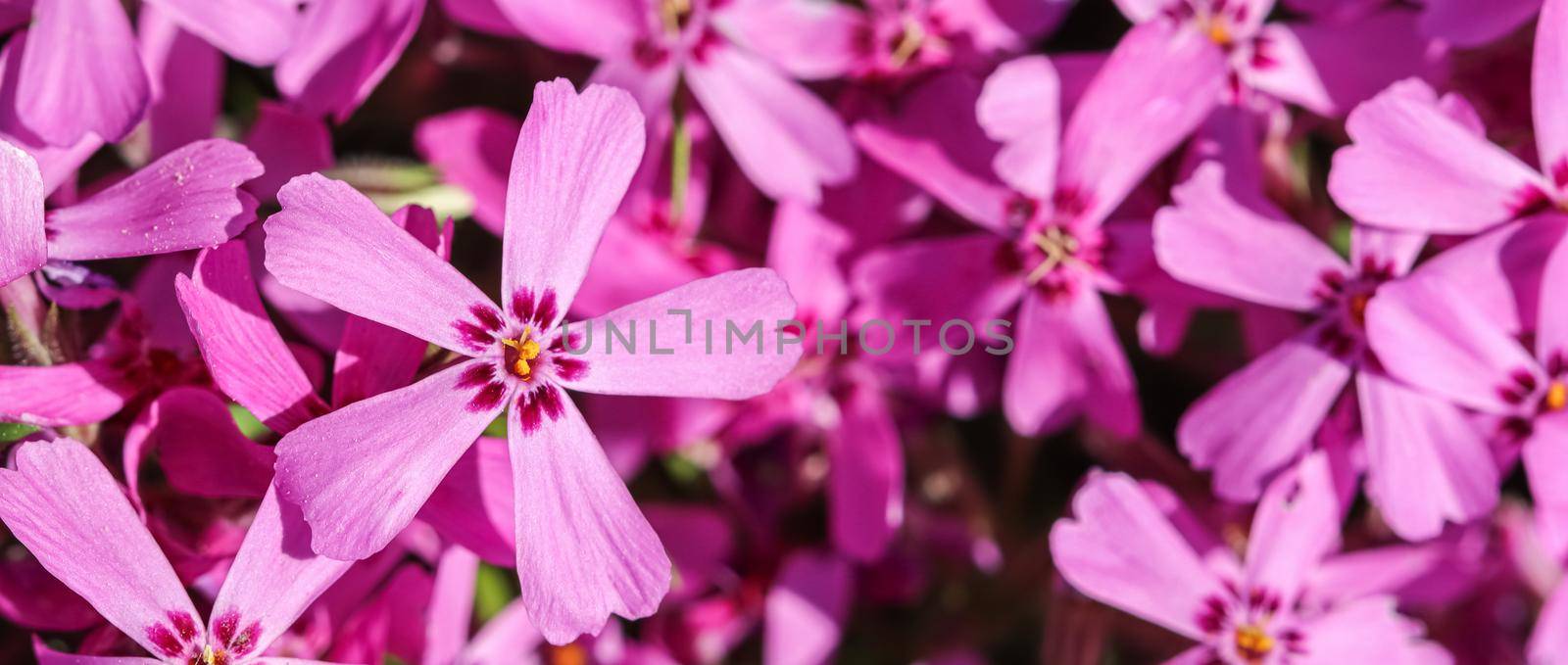 Background of pink flowers Phlox subulata, creeping, moss pink or mountain phlox, in spring