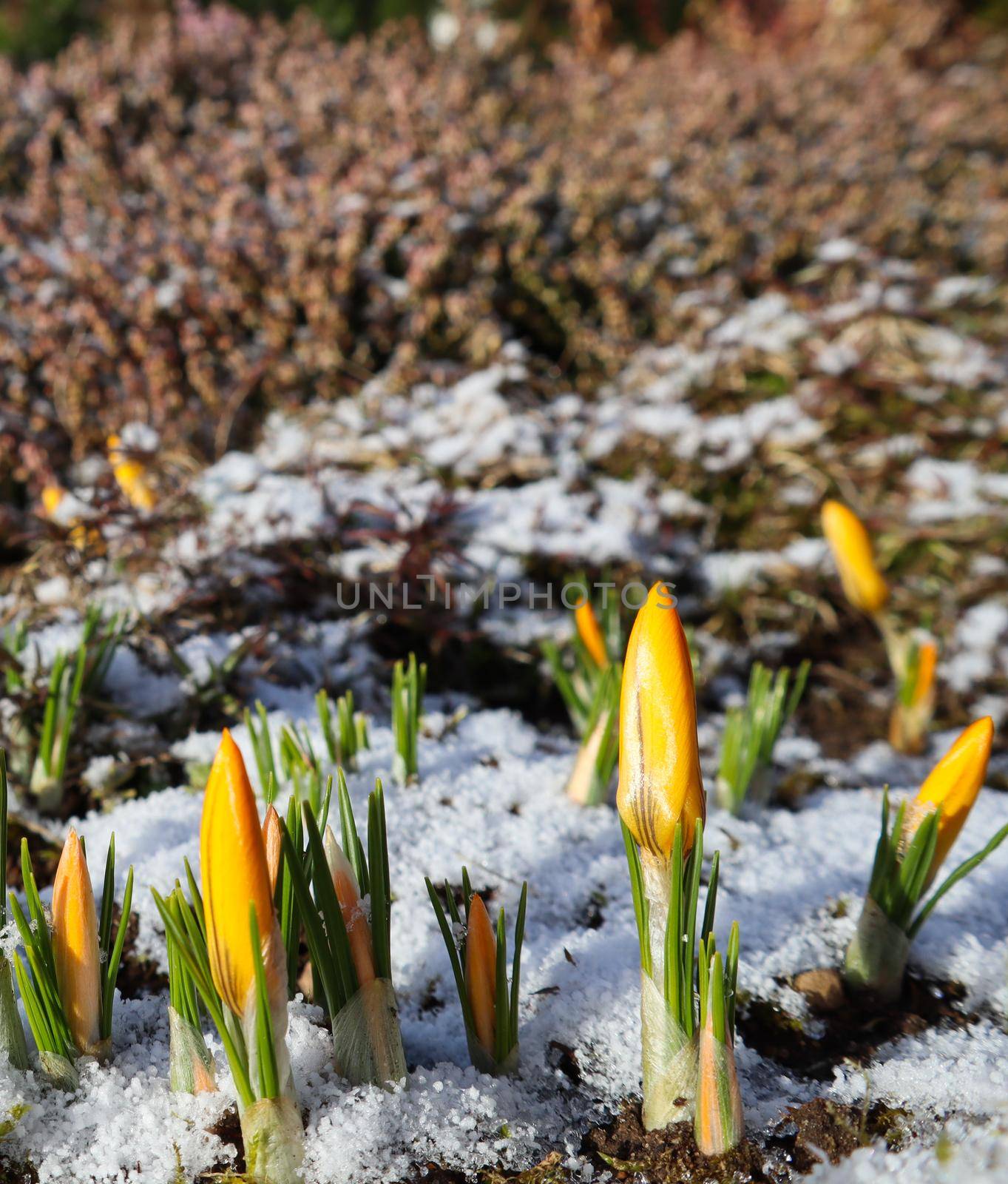 The first crocuses from under the snow in the spring garden