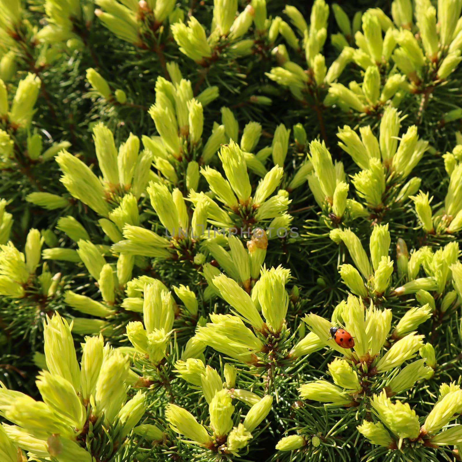 Canadian spruce Picea glauca Conica. White spruce. Decorative coniferous evergreen tree with a ladybug in spring